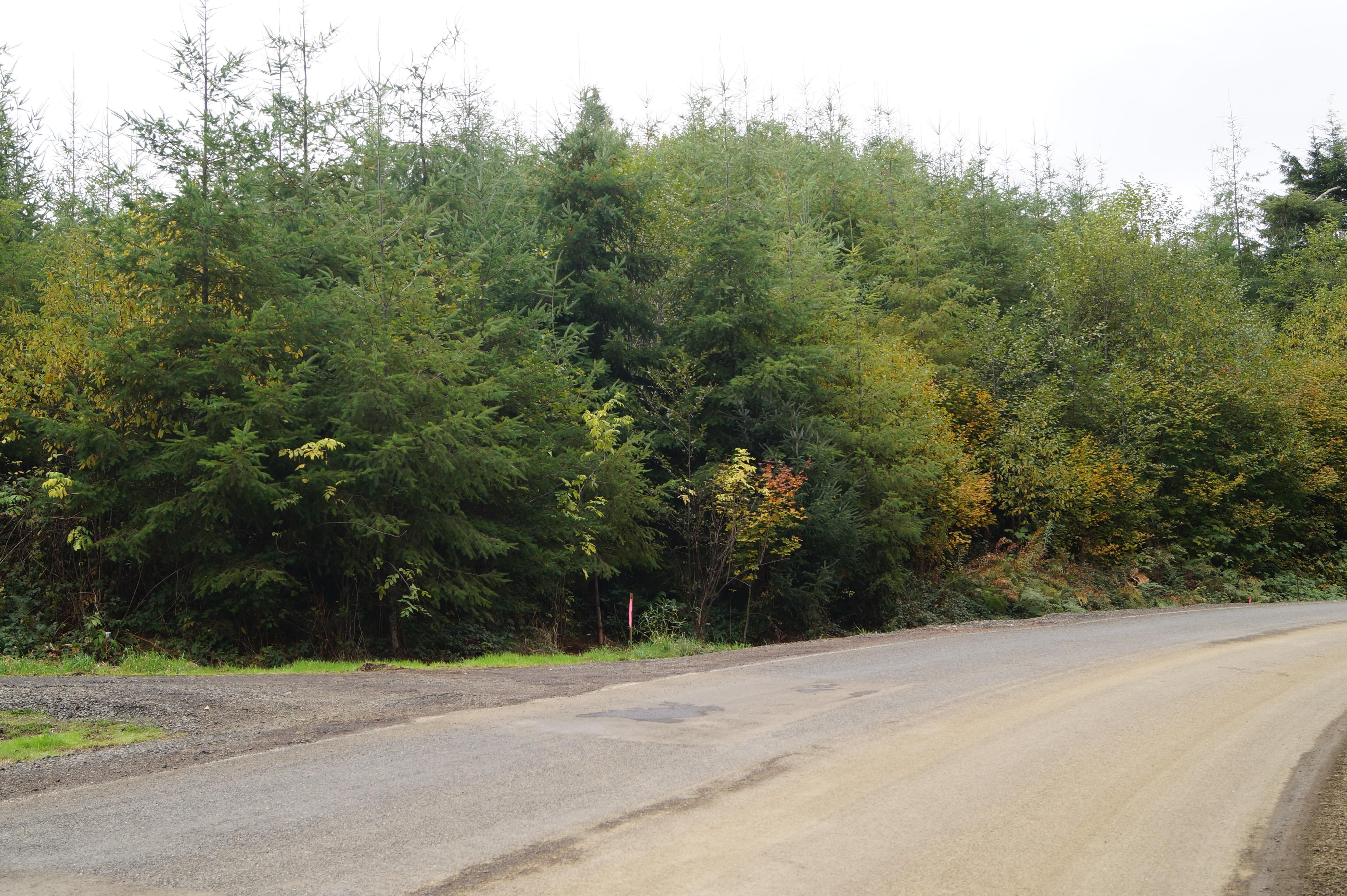 Raymond, Pacific County, WA Timberland Property, Undeveloped Land for sale Property ID