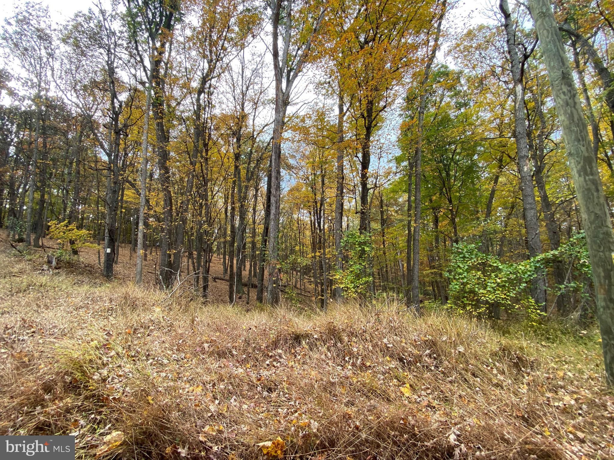 Cross Junction, Frederick County, VA Undeveloped Land for sale Property