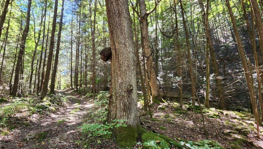 Montcalm, Mercer County, WV Farms and Ranches, Hunting Property for