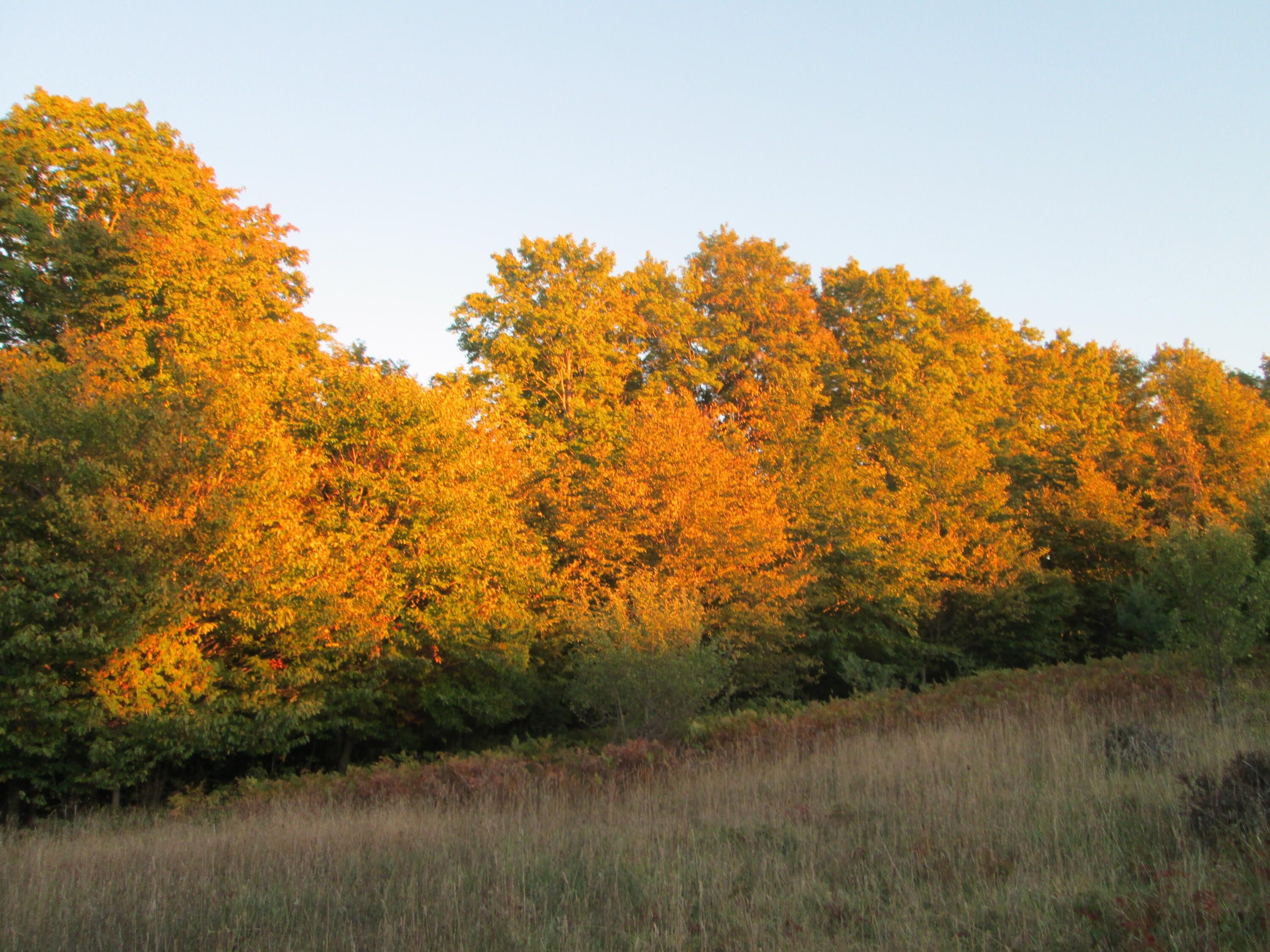 Cheboygan, Cheboygan County, MI Undeveloped Land for sale Property ID 415093257 LandWatch