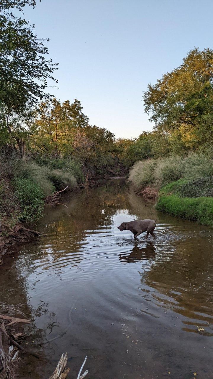 Abilene, Jones County, TX Farms and Ranches, Hunting Property for sale