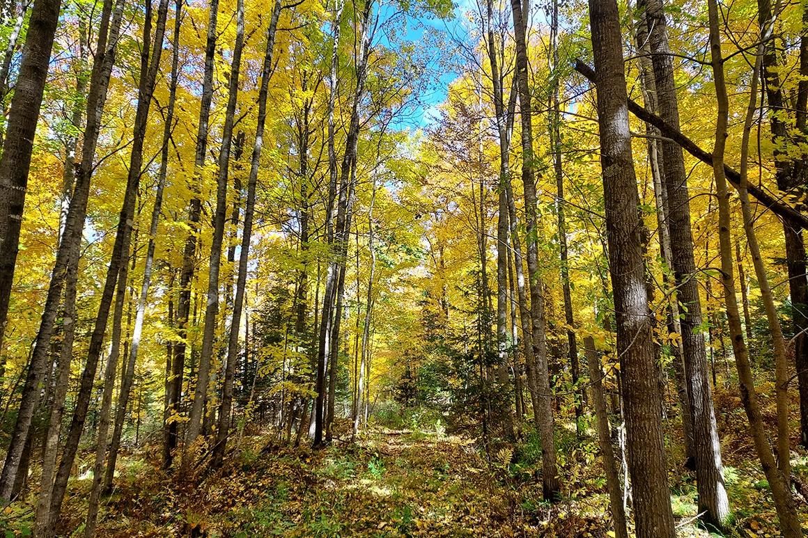 Langlade Langlade County WI Recreational Property Hunting Property