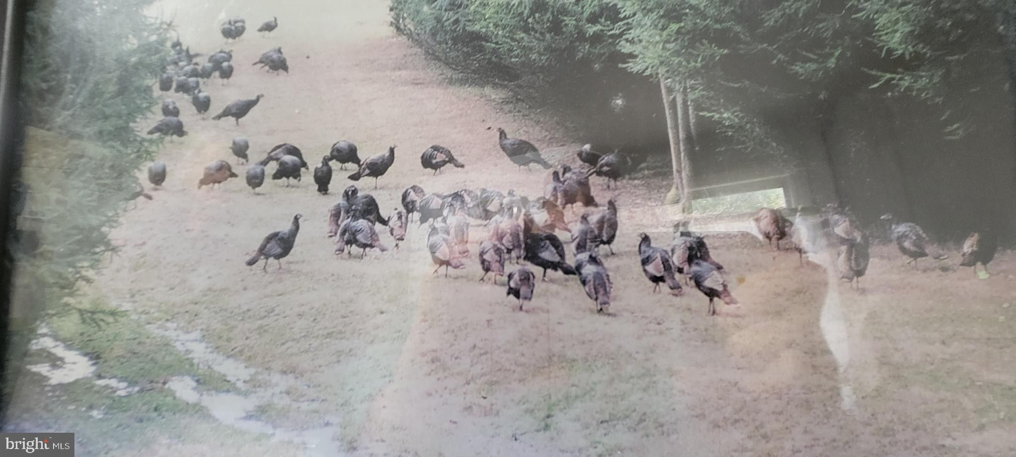 Flintstone, Allegany County, MD Farms and Ranches, House for sale