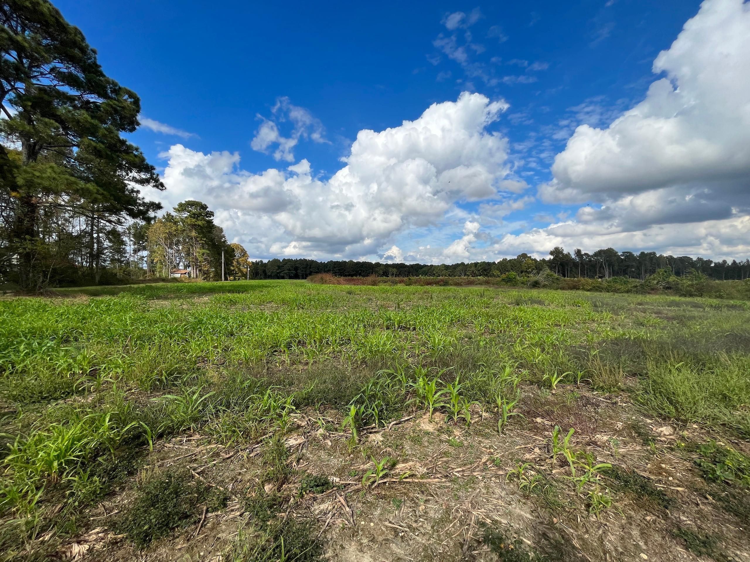 Lucama, Wilson County, NC Recreational Property, Timberland Property, Hunting Property for sale