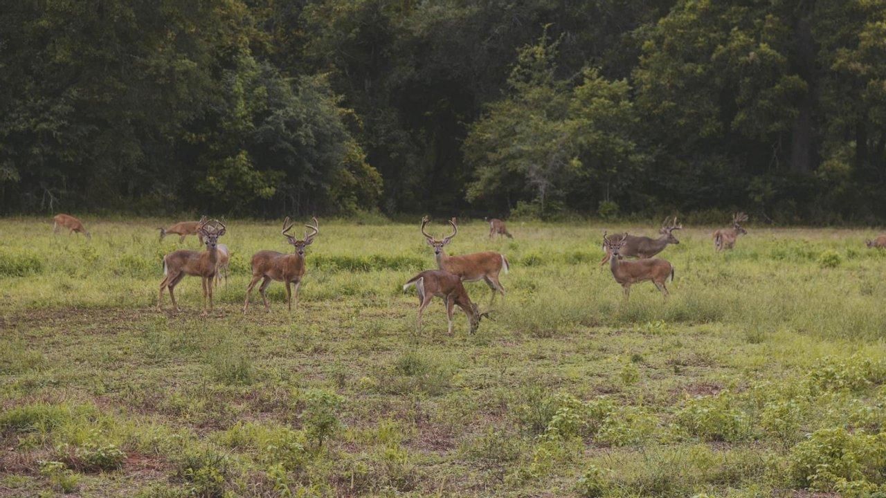 Arlington, Calhoun County, GA Recreational Property, Timberland