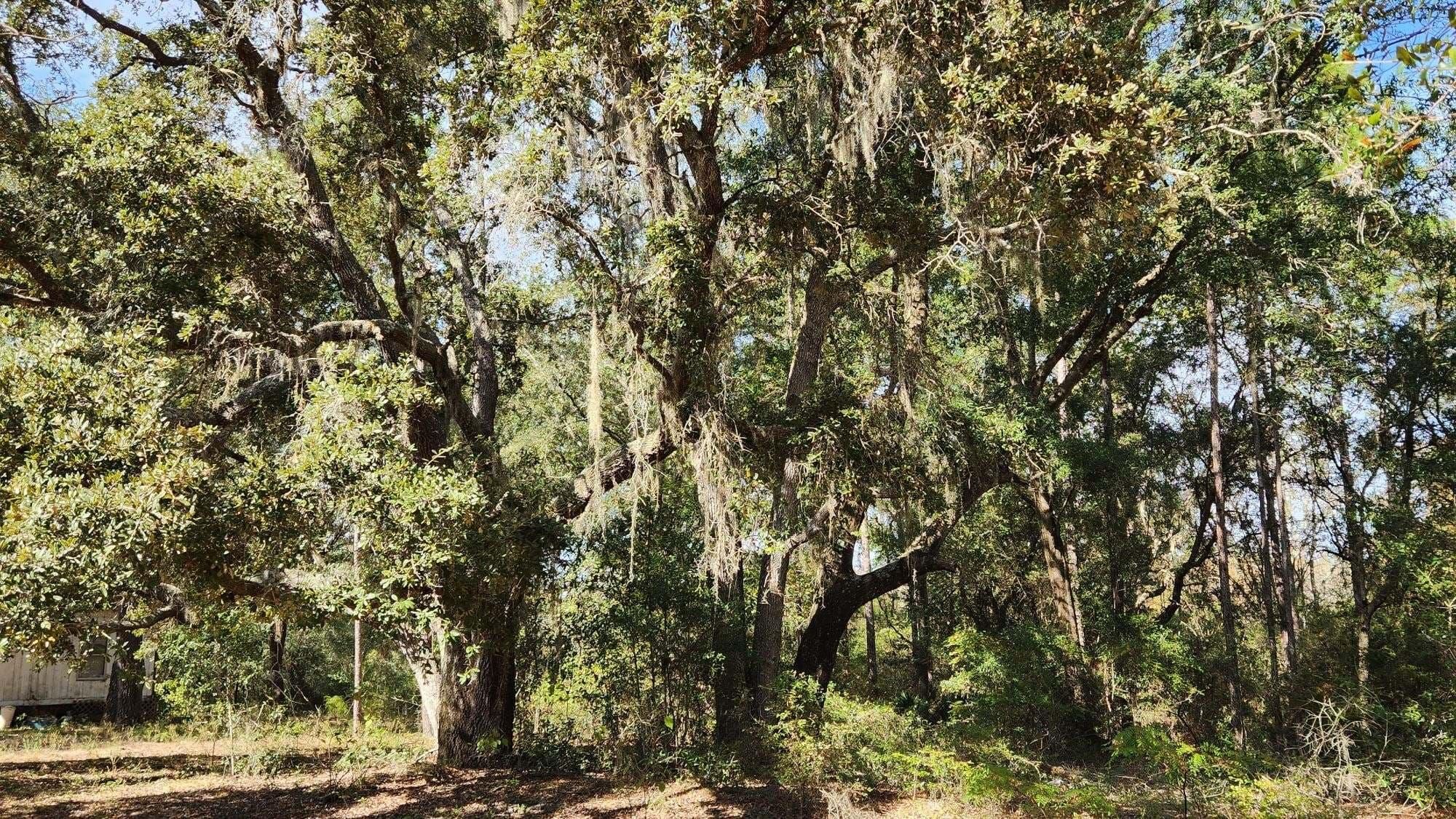 Trenton, Gilchrist County, FL Recreational Property, Hunting Property