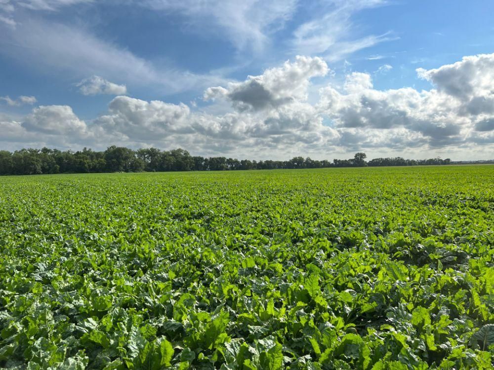 Crystal, Pembina County, ND Farms and Ranches for auction Property ID