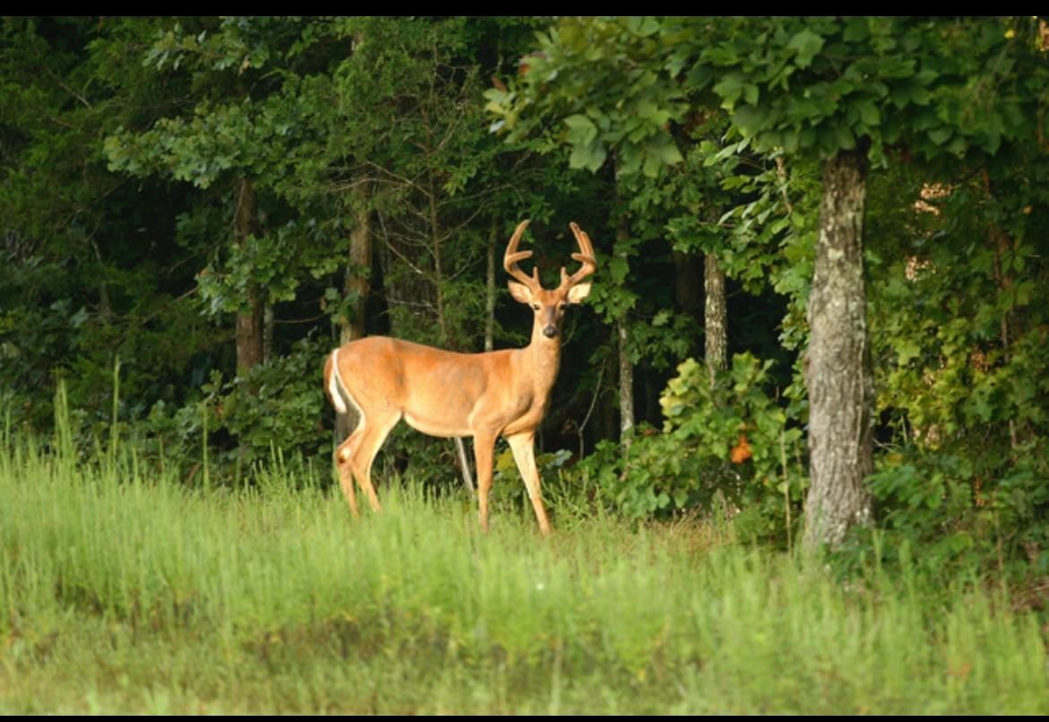 Centertown, Ohio County, KY Recreational Property, Timberland Property