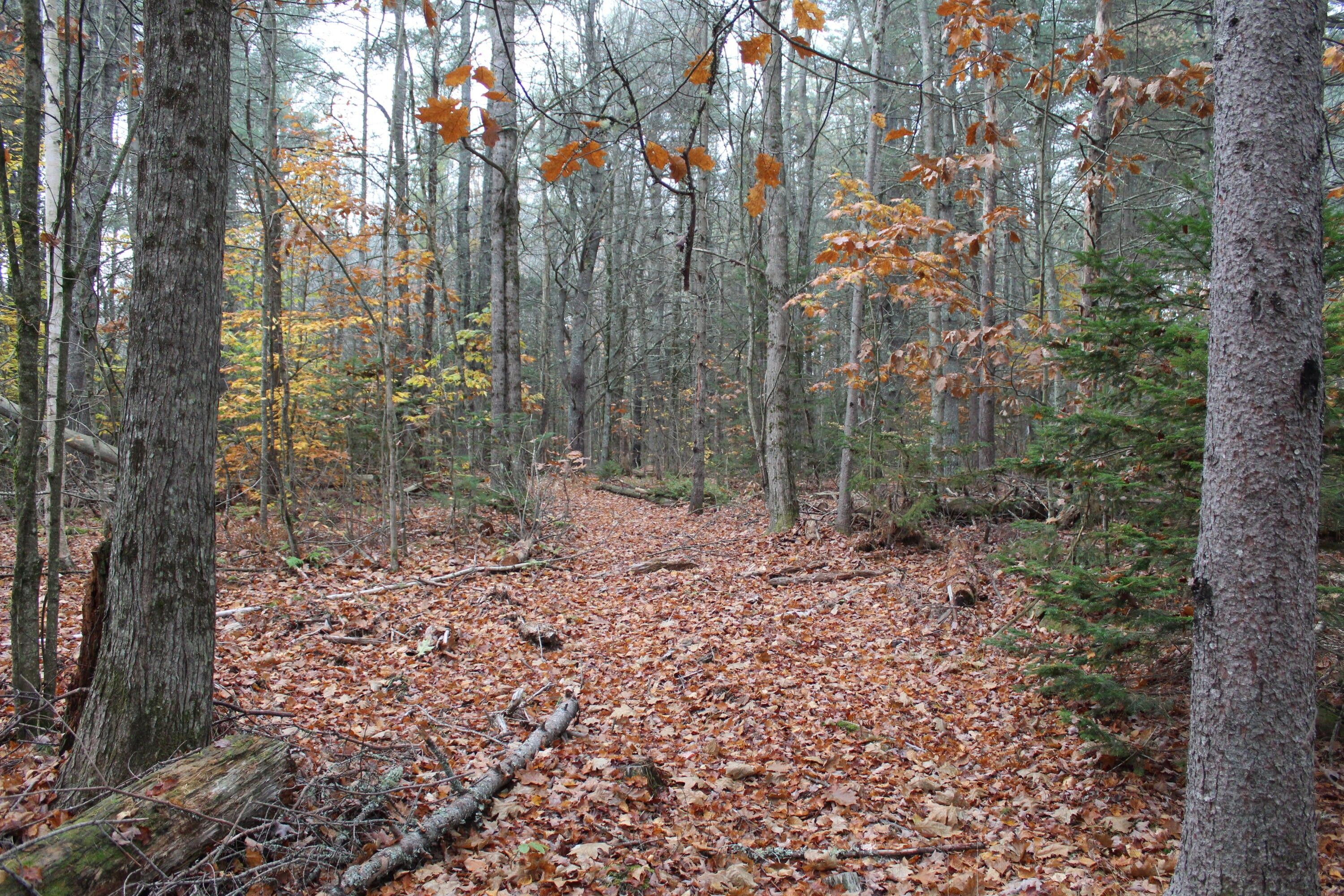 Swanville, Waldo County, ME Undeveloped Land for sale Property ID