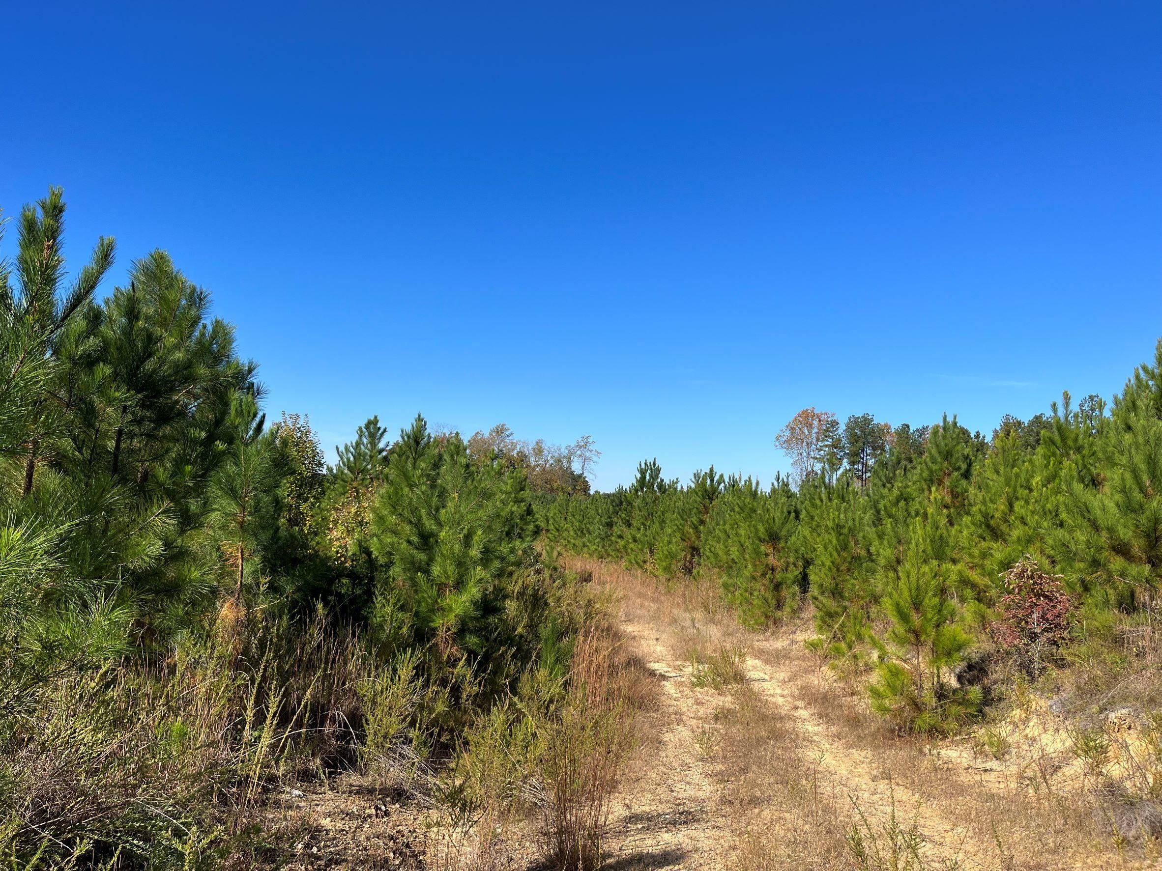 Green Bay, Prince Edward County, VA Timberland Property, Undeveloped Land for sale Property ID
