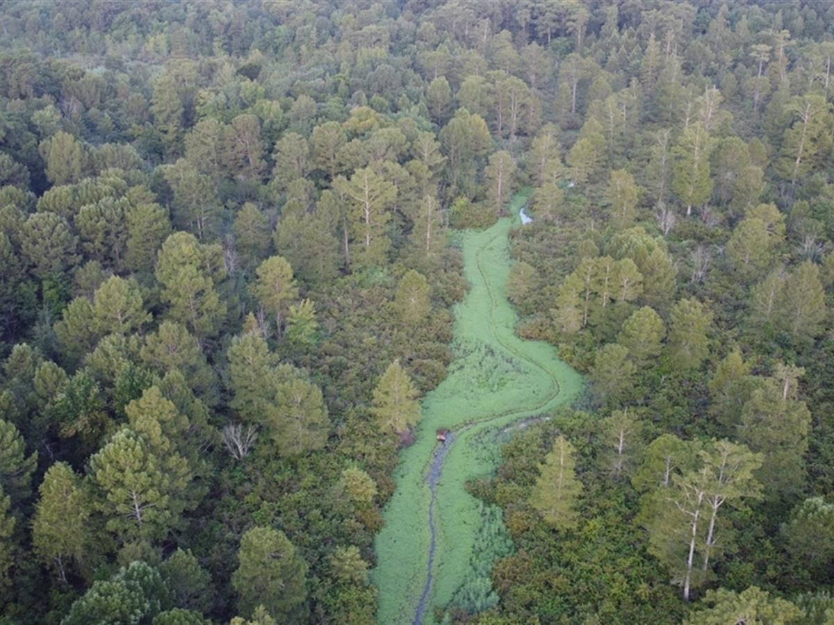 Cotton Valley, ster Parish, LA Recreational Property, Timberland