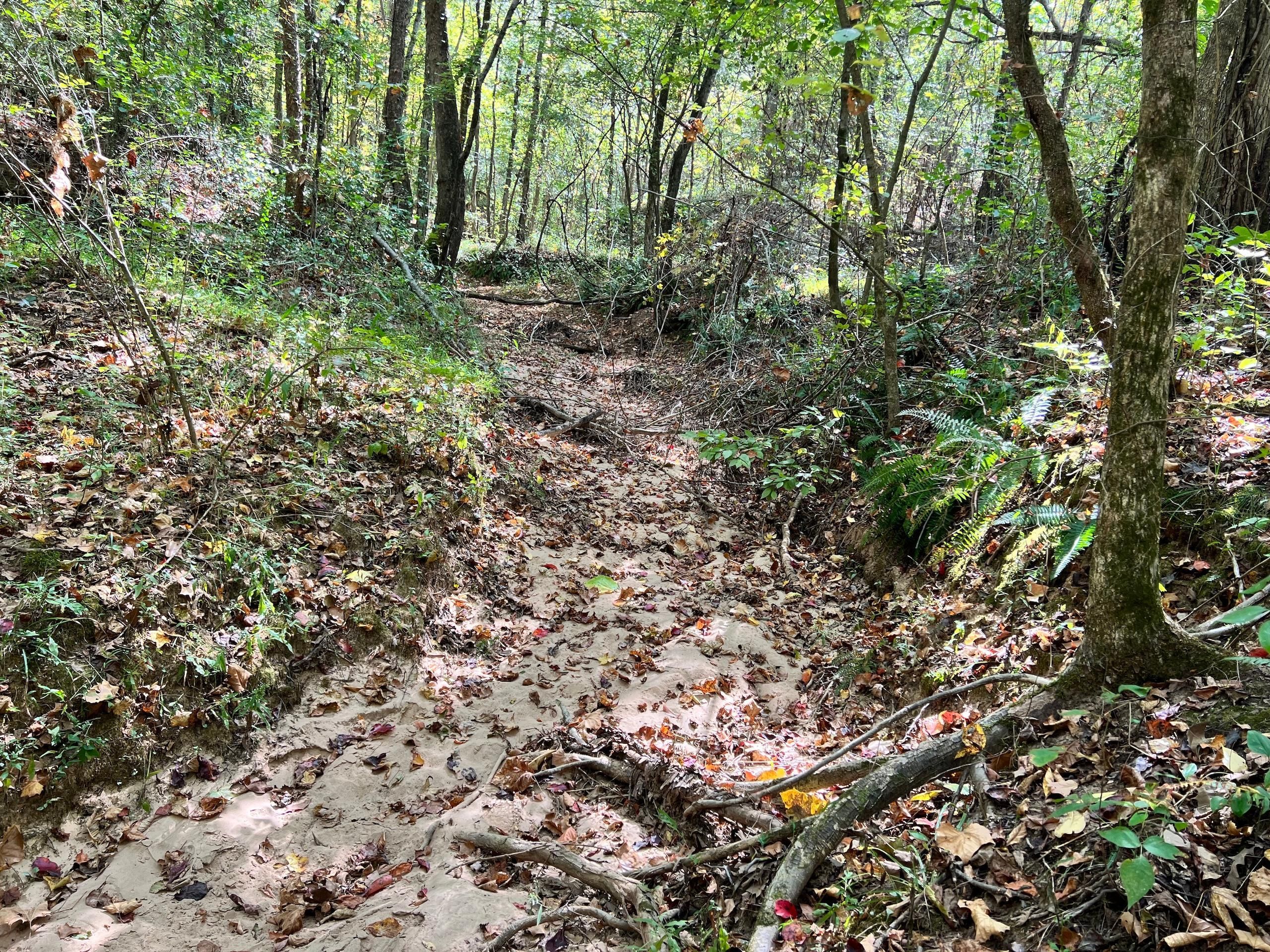 Saulsbury, Hardeman County, TN Recreational Property, Timberland