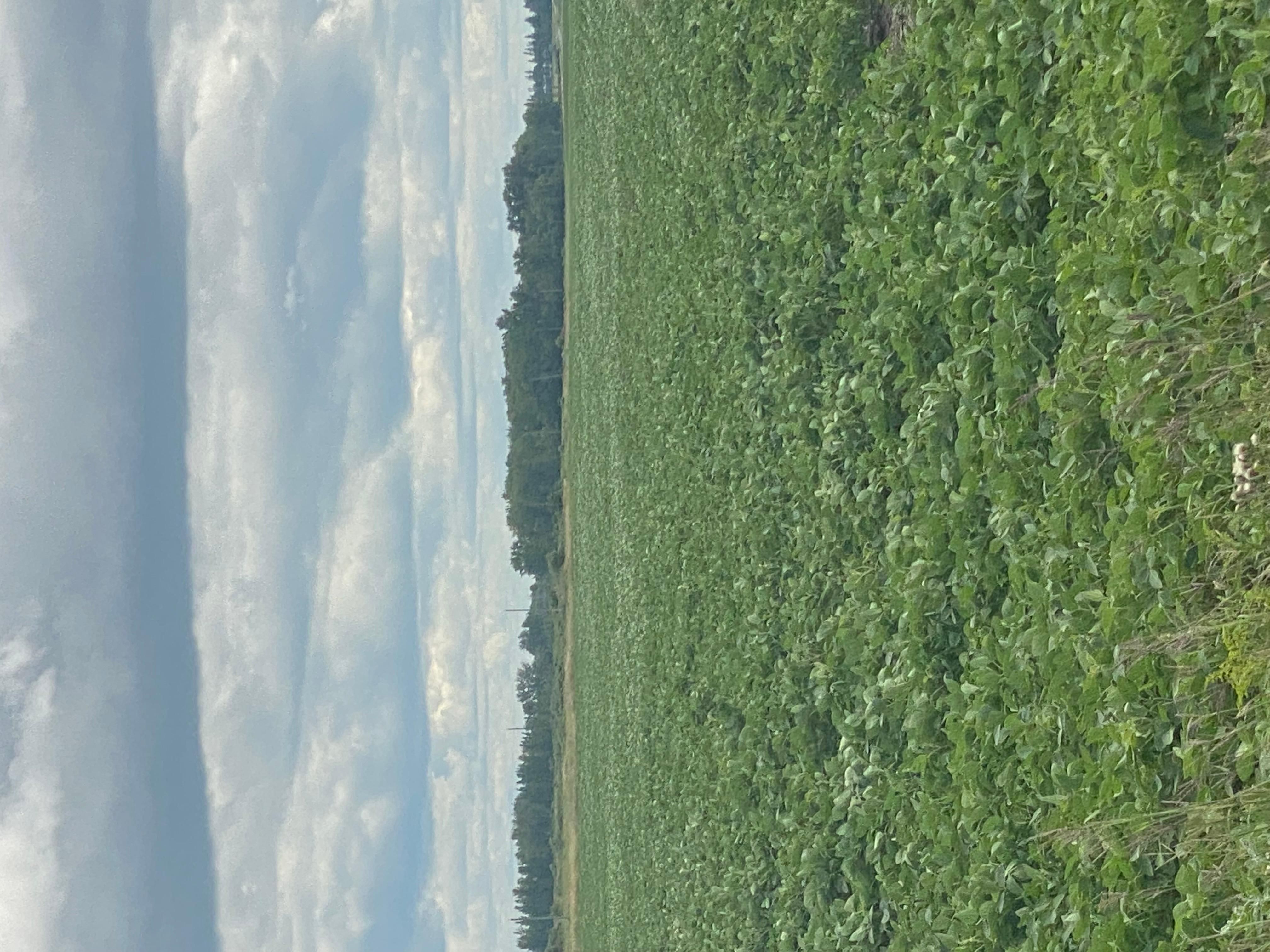 Downer, Clay County, MN Farms and Ranches for auction Property ID