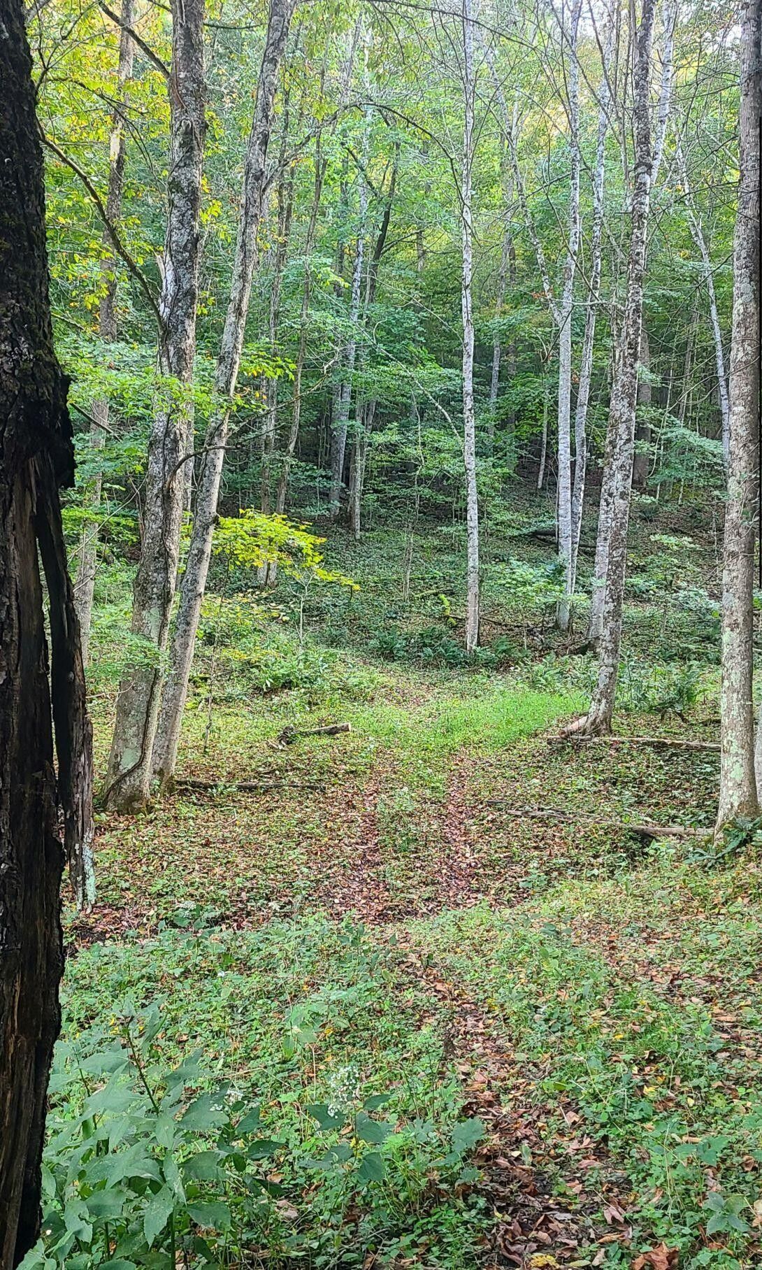 Marlinton, Pocahontas County, WV Undeveloped Land for sale Property ID