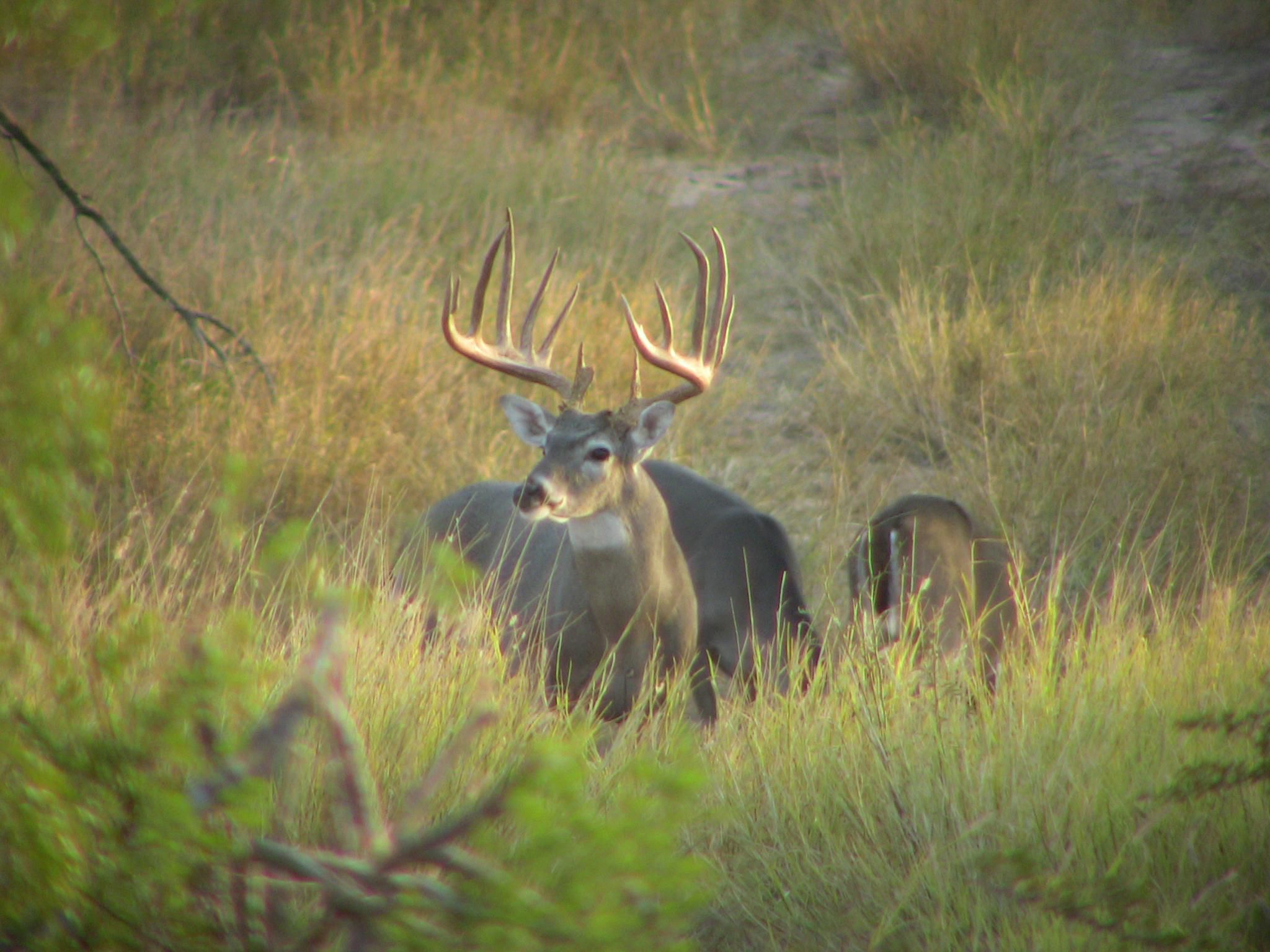 Los Villarreal Road, San Carlos, TX 78582 MLS Non MLS LandWatch