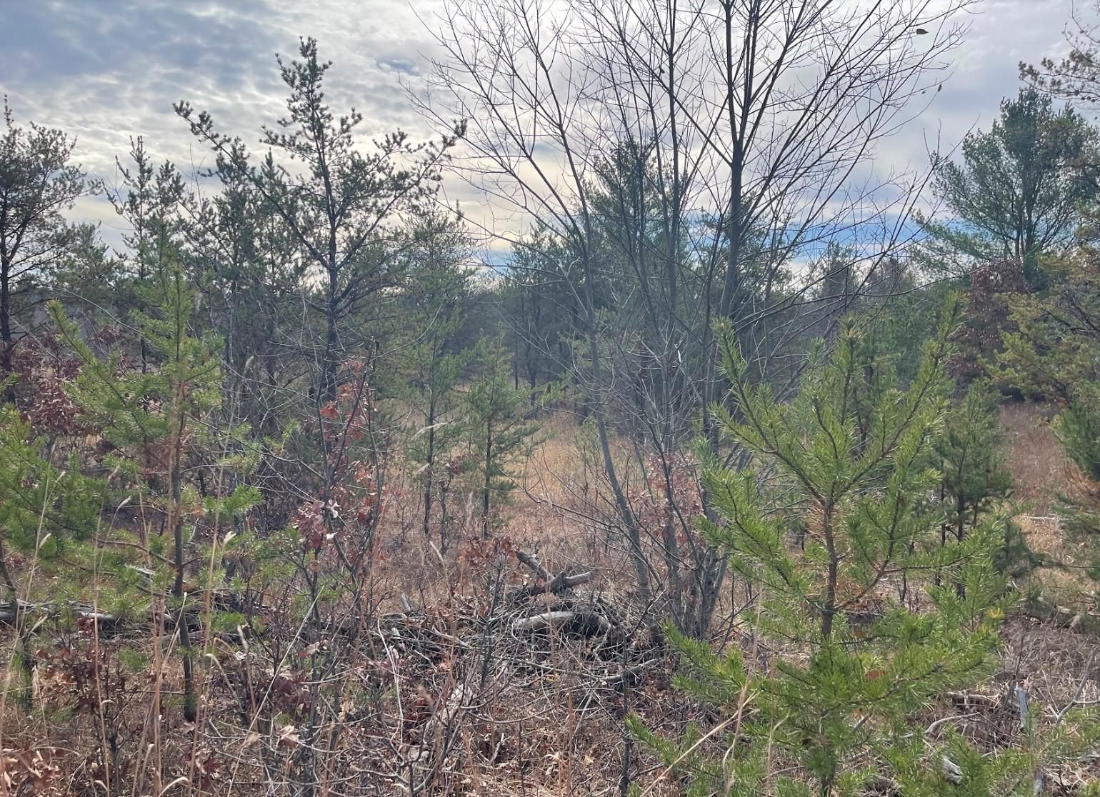 West Branch, Ogemaw County, MI Recreational Property, Timberland