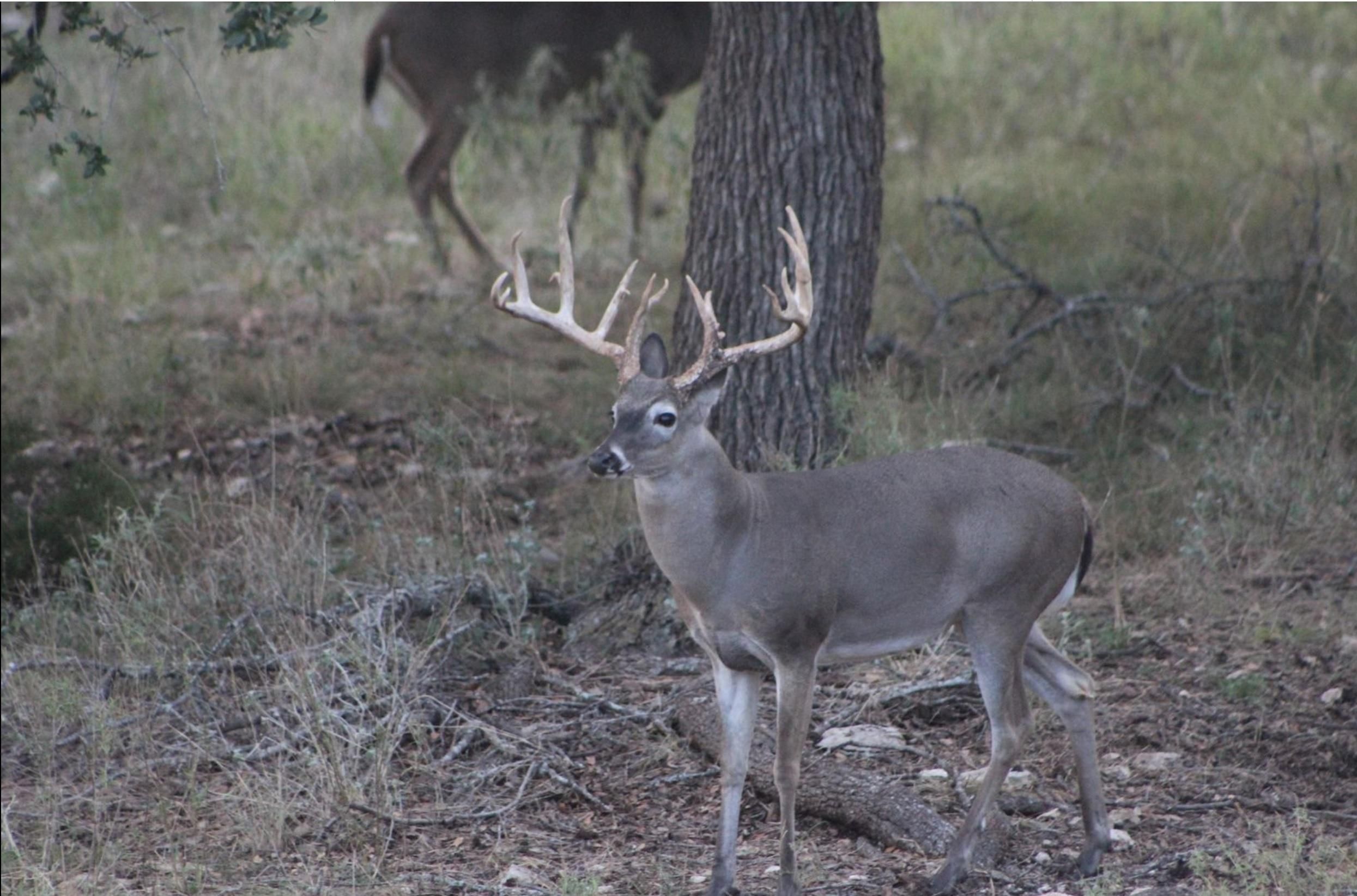 Harper, Kimble County, TX Recreational Property, Hunting Property for