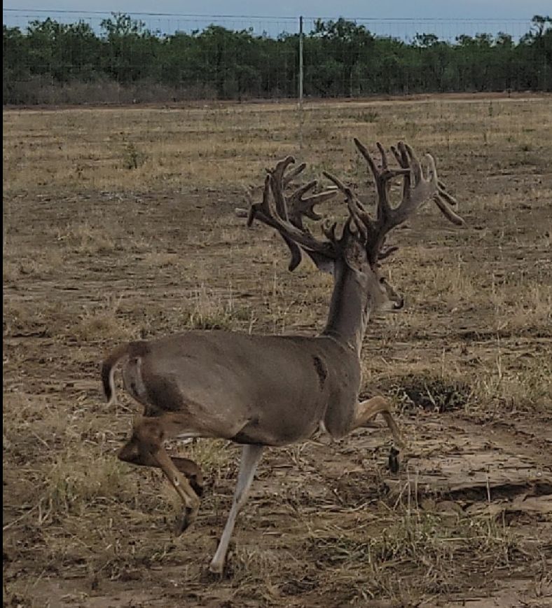 Gouldbusk, Coleman County, TX Farms and Ranches, Recreational Property