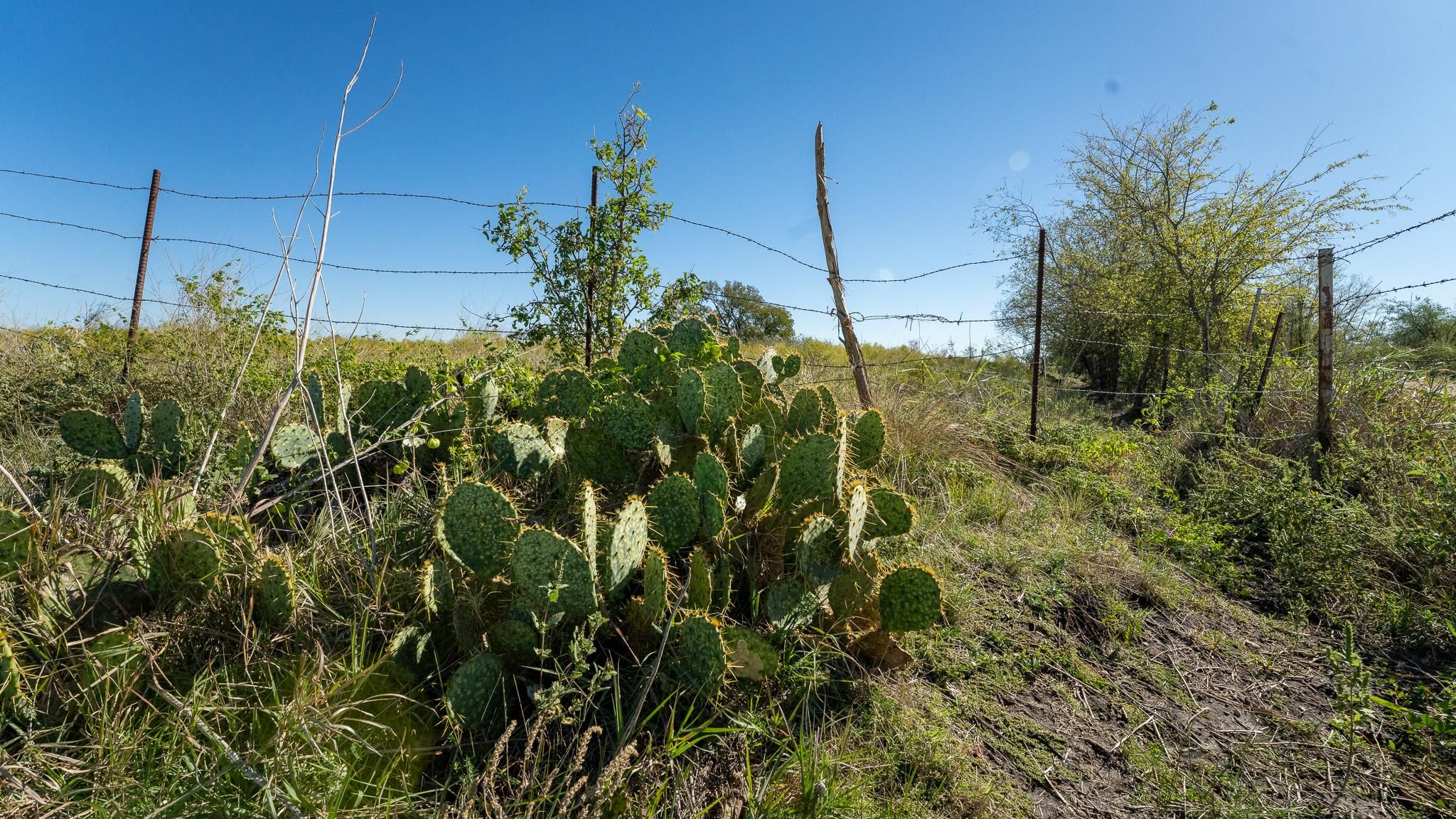 Rogers, Milam County, TX Undeveloped Land, Hunting Property for sale