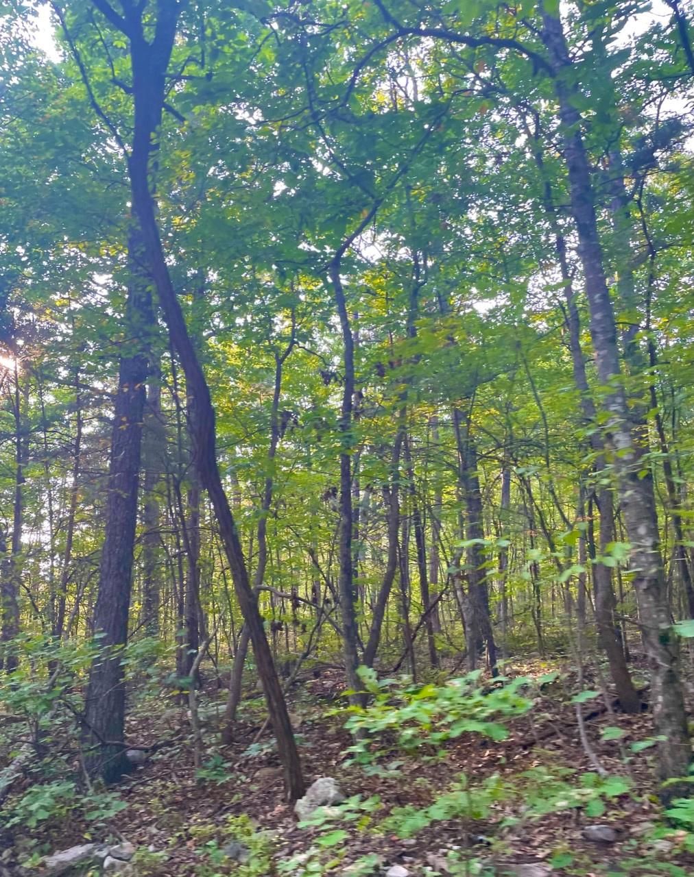 New Market, Shenandoah County, VA Recreational Property, Undeveloped