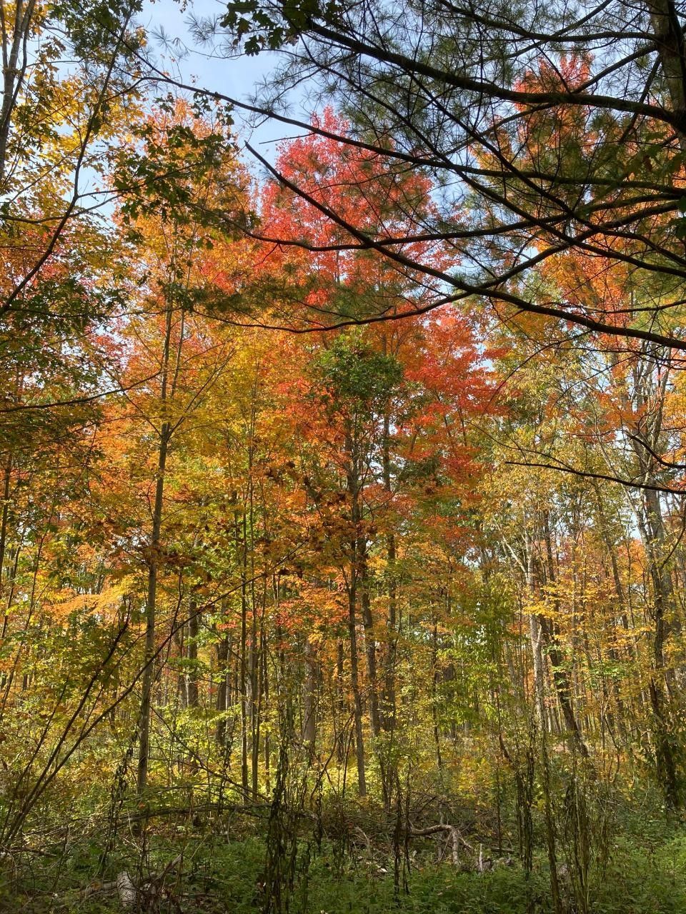 Manitowoc, Forest County, WI Undeveloped Land for sale Property ID