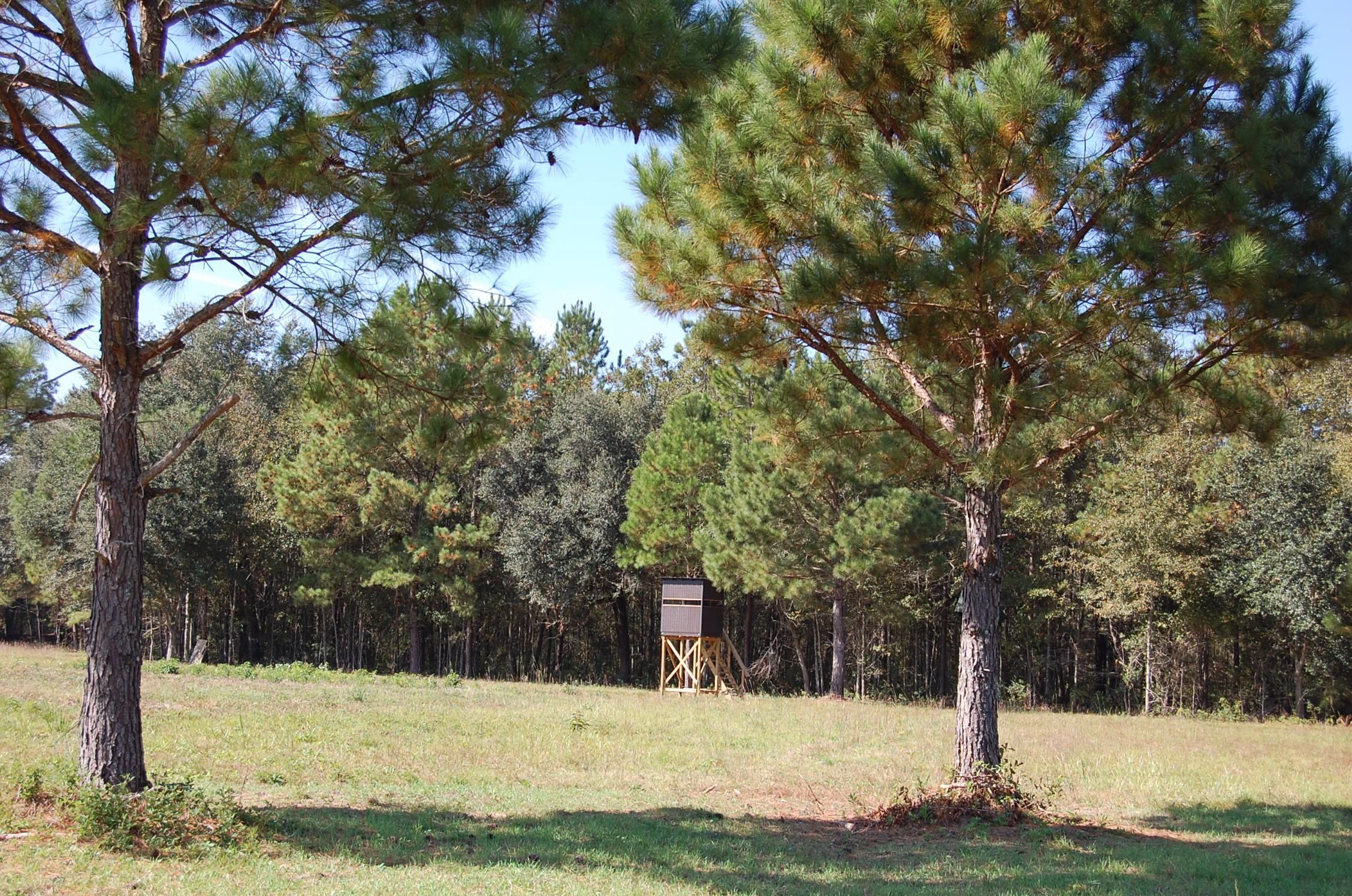 Pavo, Brooks County, GA Farms and Ranches, Recreational Property