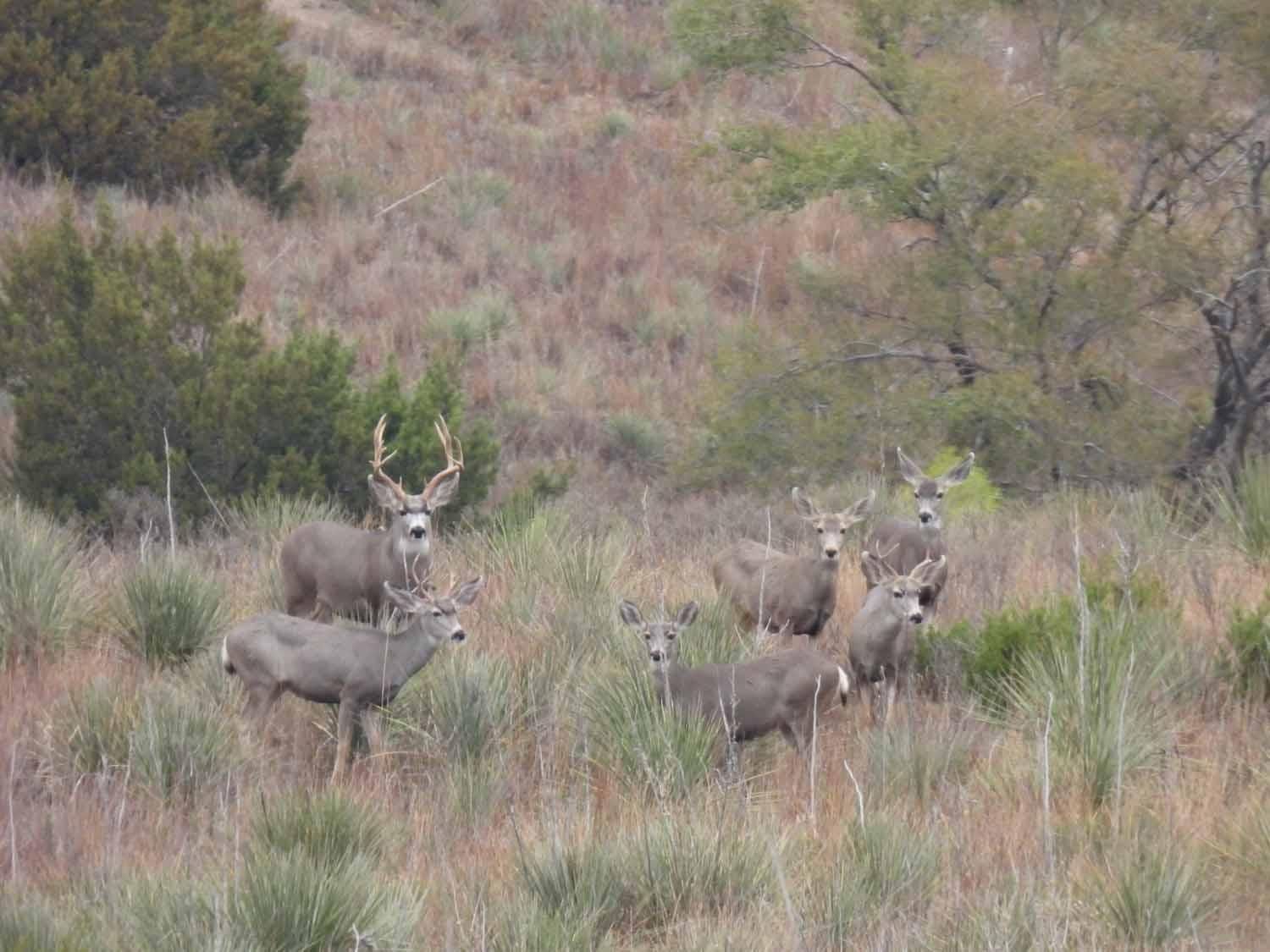 Ashtola, Donley County, TX Farms and Ranches, Recreational Property