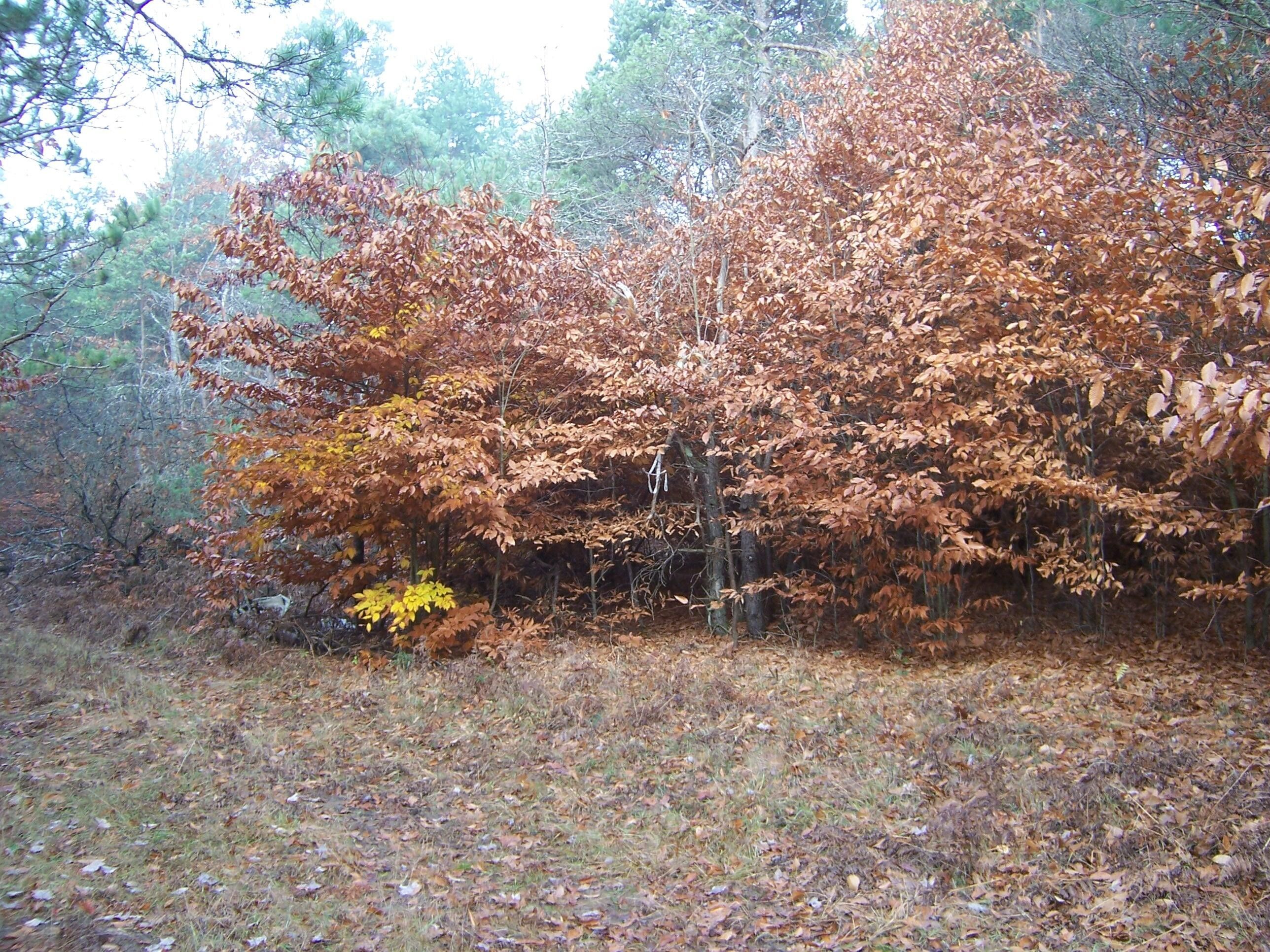 Reed City, Newaygo County, MI Undeveloped Land for sale Property ID