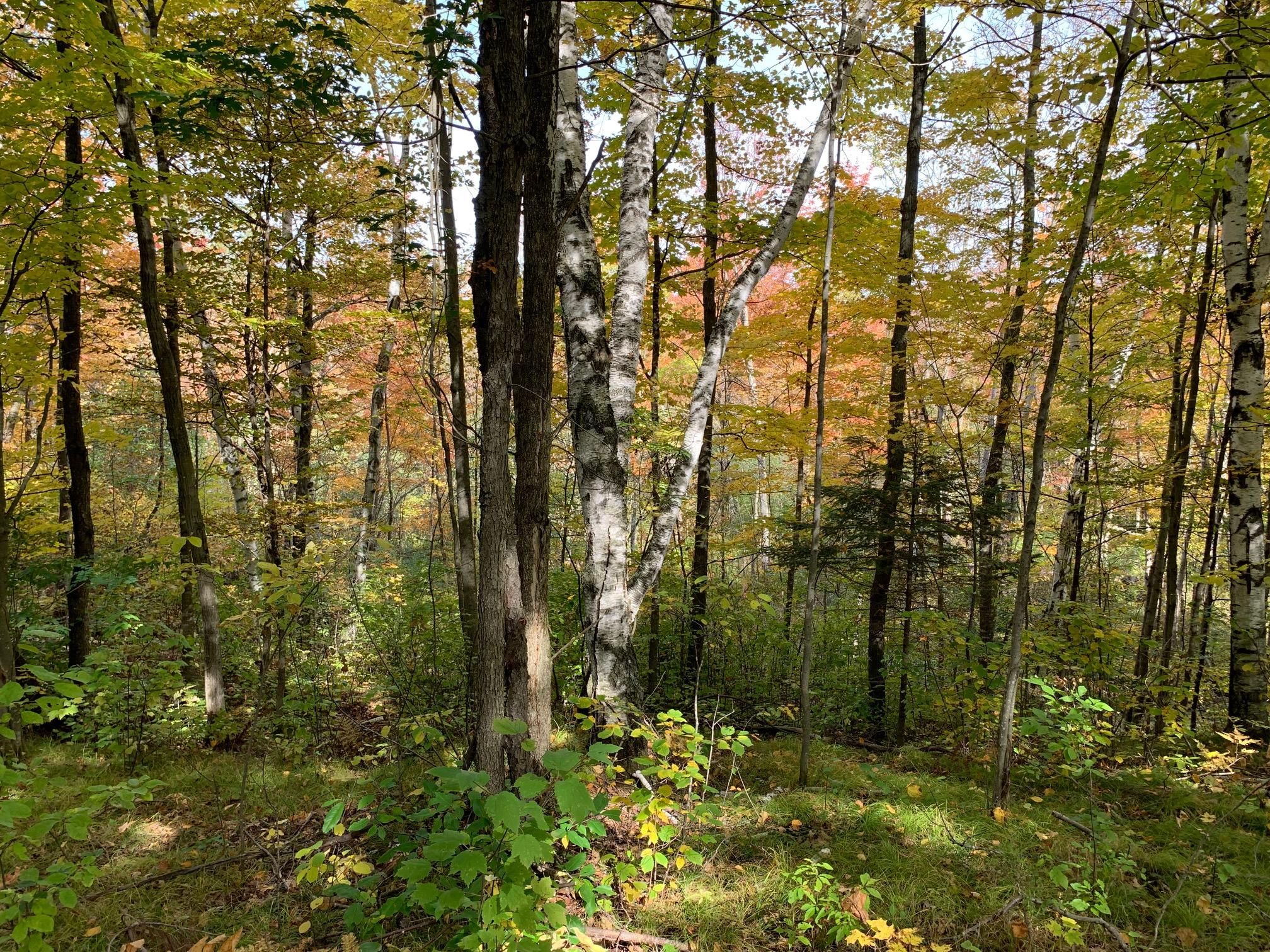 Cornell, Chippewa County, WI Recreational Property, Undeveloped Land