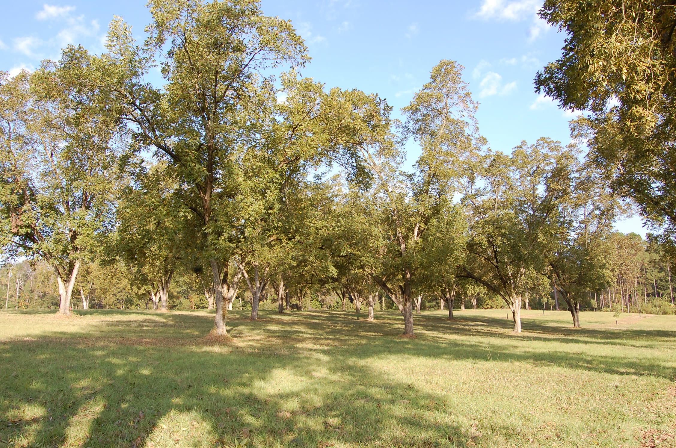 99.25 acres in Whigham, GA, 39897 LandWatch