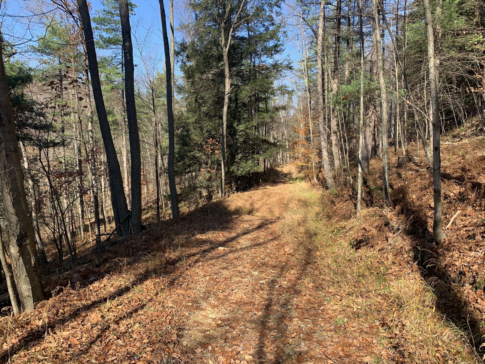 Tionesta, Forest County, PA Undeveloped Land for sale Property ID