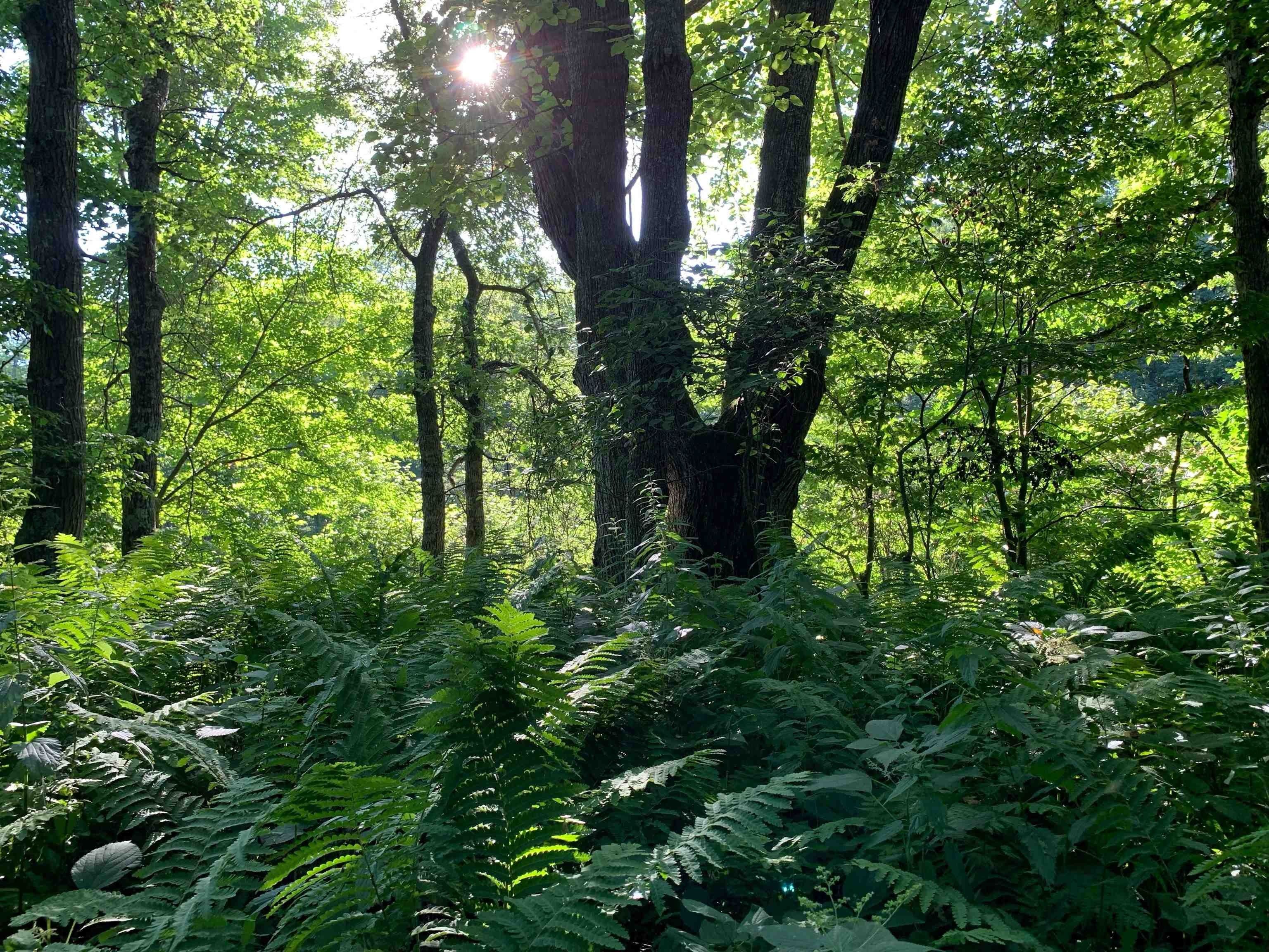 Neillsville, Clark County, WI Undeveloped Land, Lakefront Property