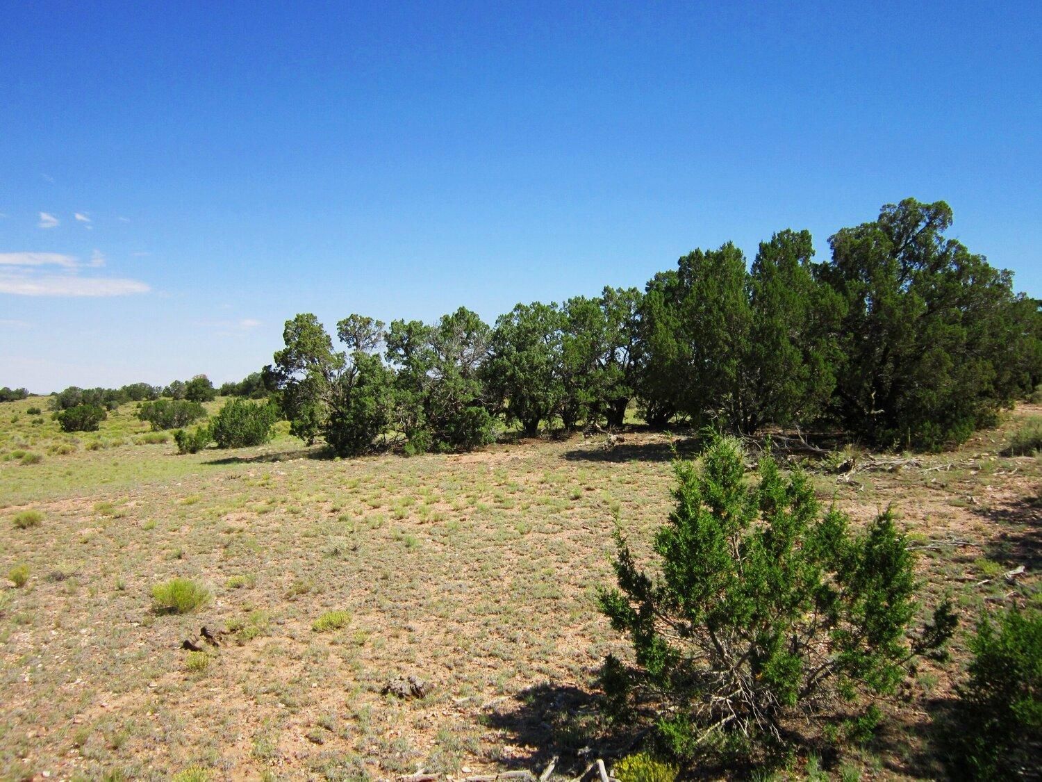 Williams, Coconino County, AZ Recreational Property, Undeveloped Land