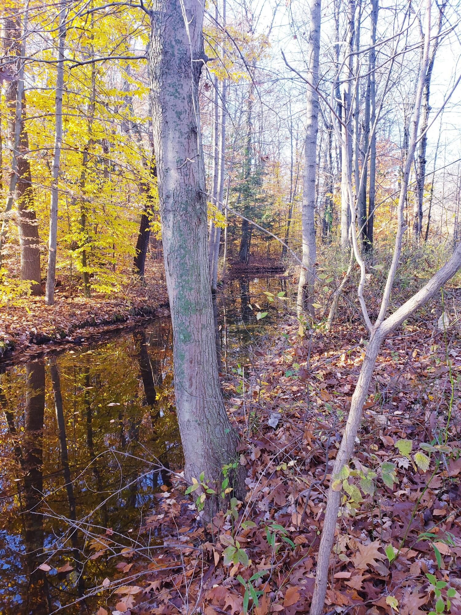 Grand Junction, Van Buren County, MI Undeveloped Land for sale Property