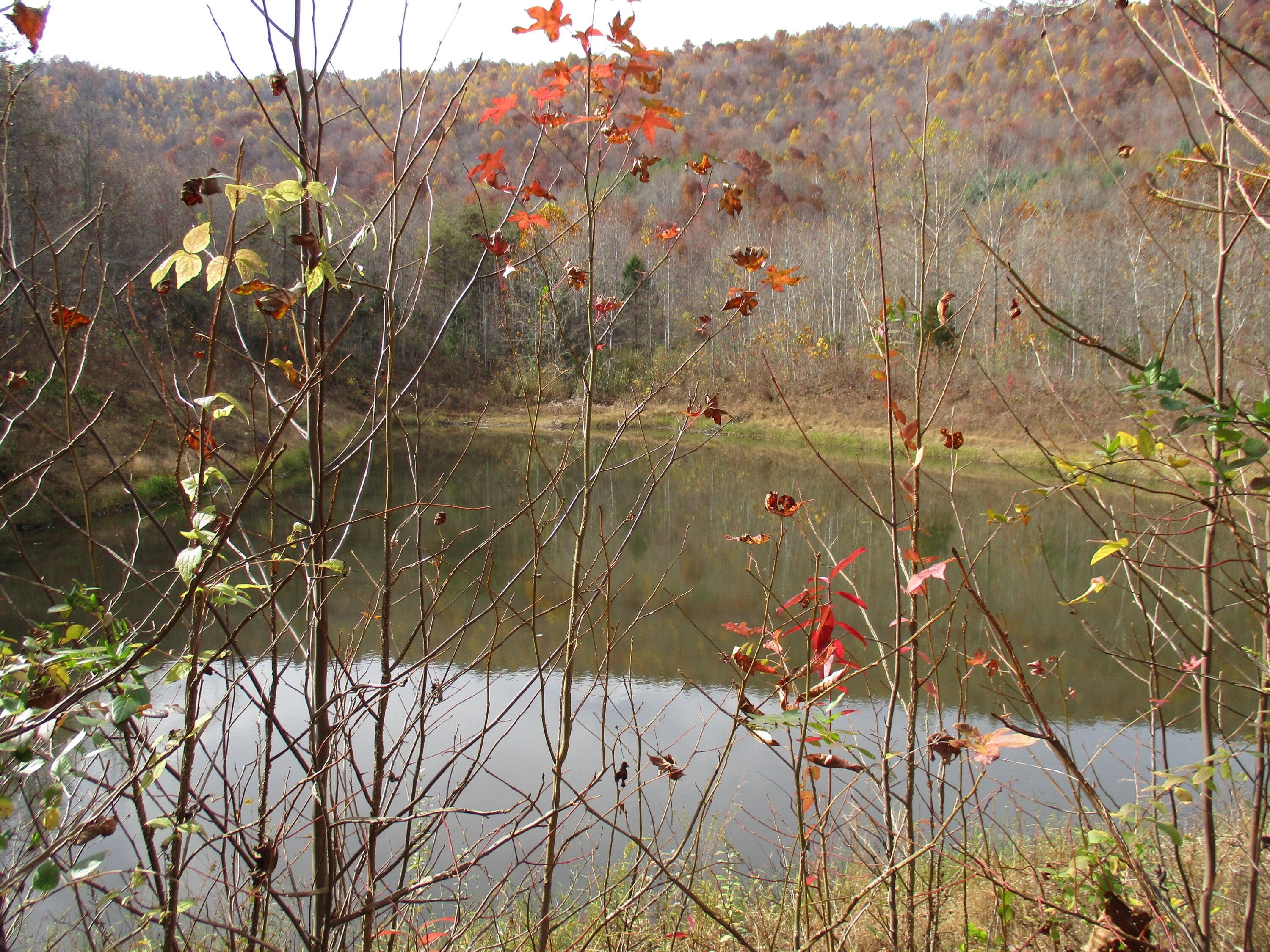 Williamsburg, Whitley County, KY Farms and Ranches for sale Property ID