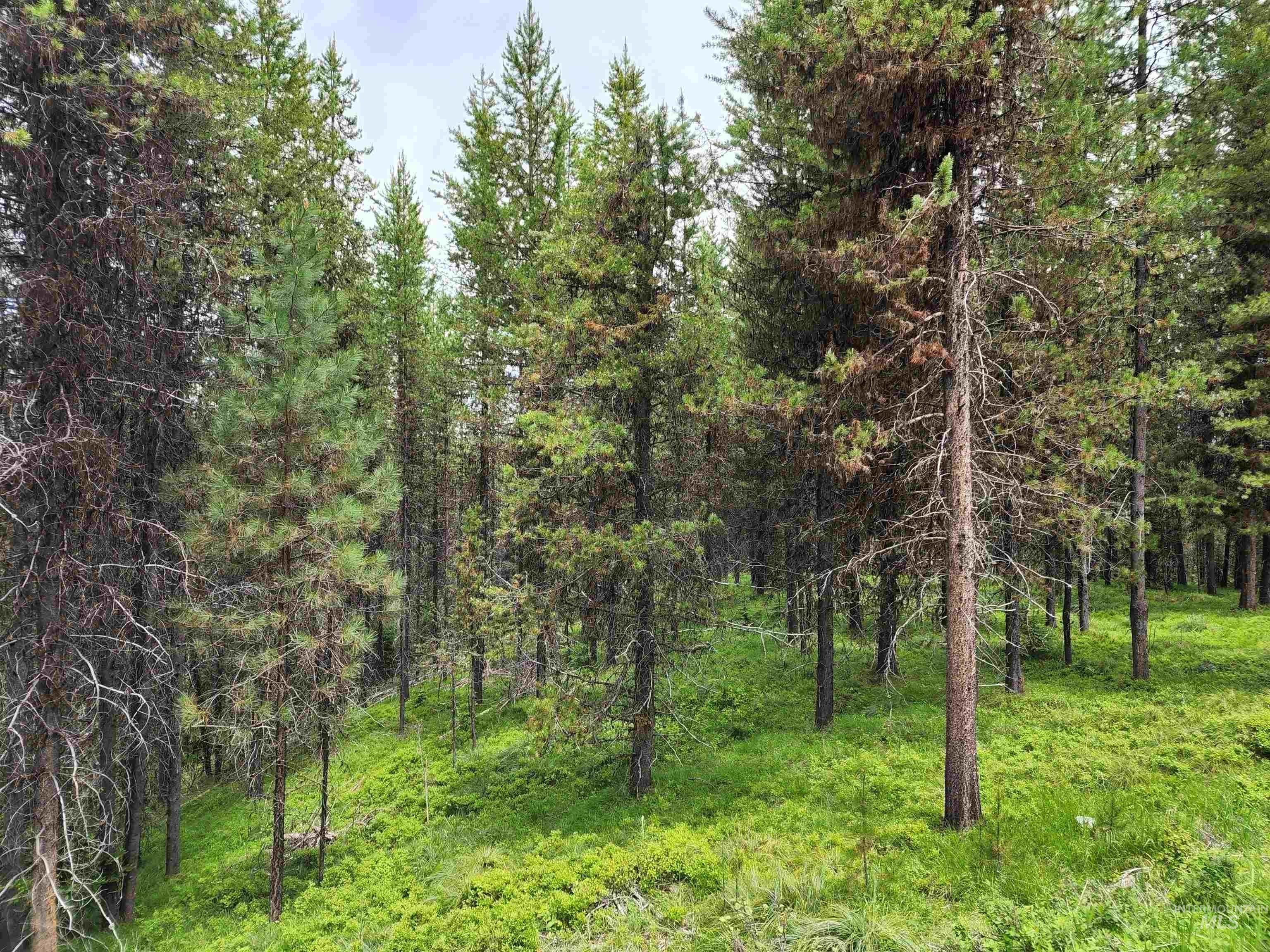 Elk City, Idaho County, ID Undeveloped Land, Homesites for sale