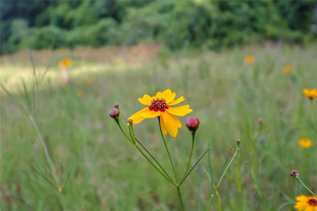 Beeville, Bee County, TX Recreational Property, Undeveloped Land for