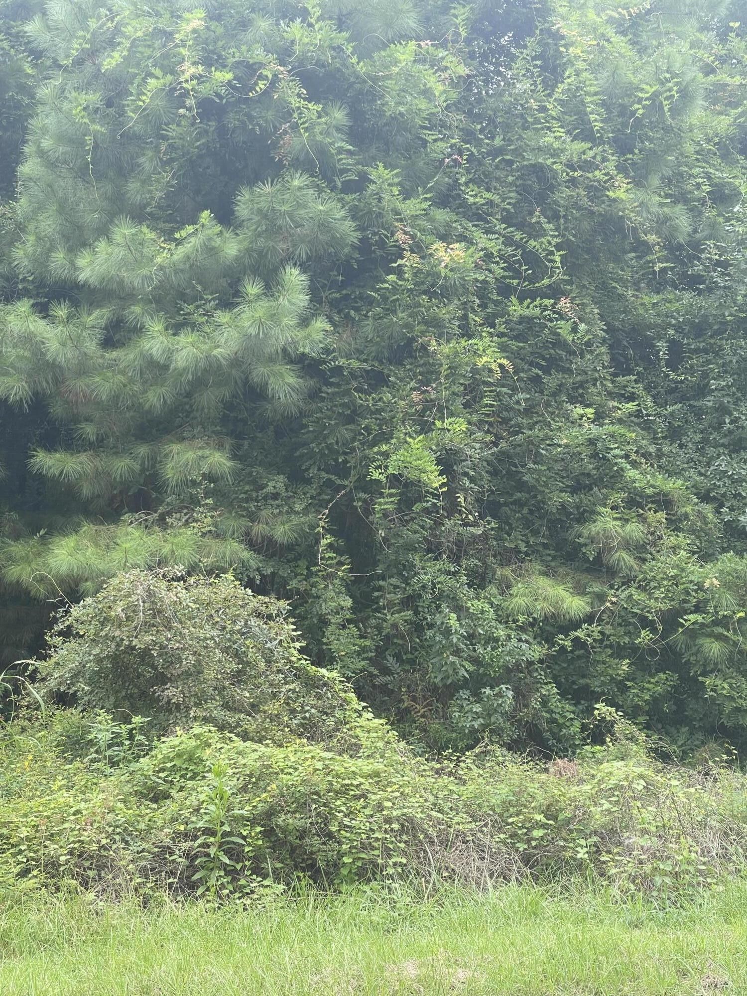 Summerville, Dorchester County, SC Farms and Ranches for sale Property