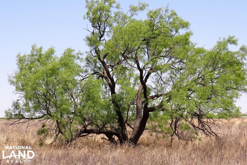 O Hwy 350, Ira, TX 79527 LandWatch