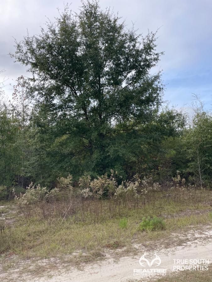 Varnville, Jasper County, SC Recreational Property, Undeveloped Land
