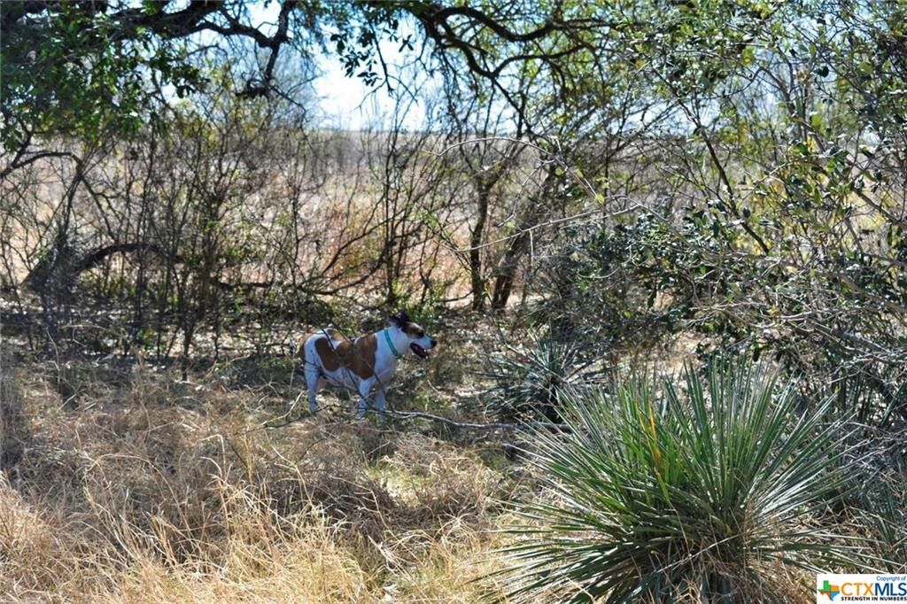 D'Hanis, Medina County, TX Farms and Ranches for sale Property ID