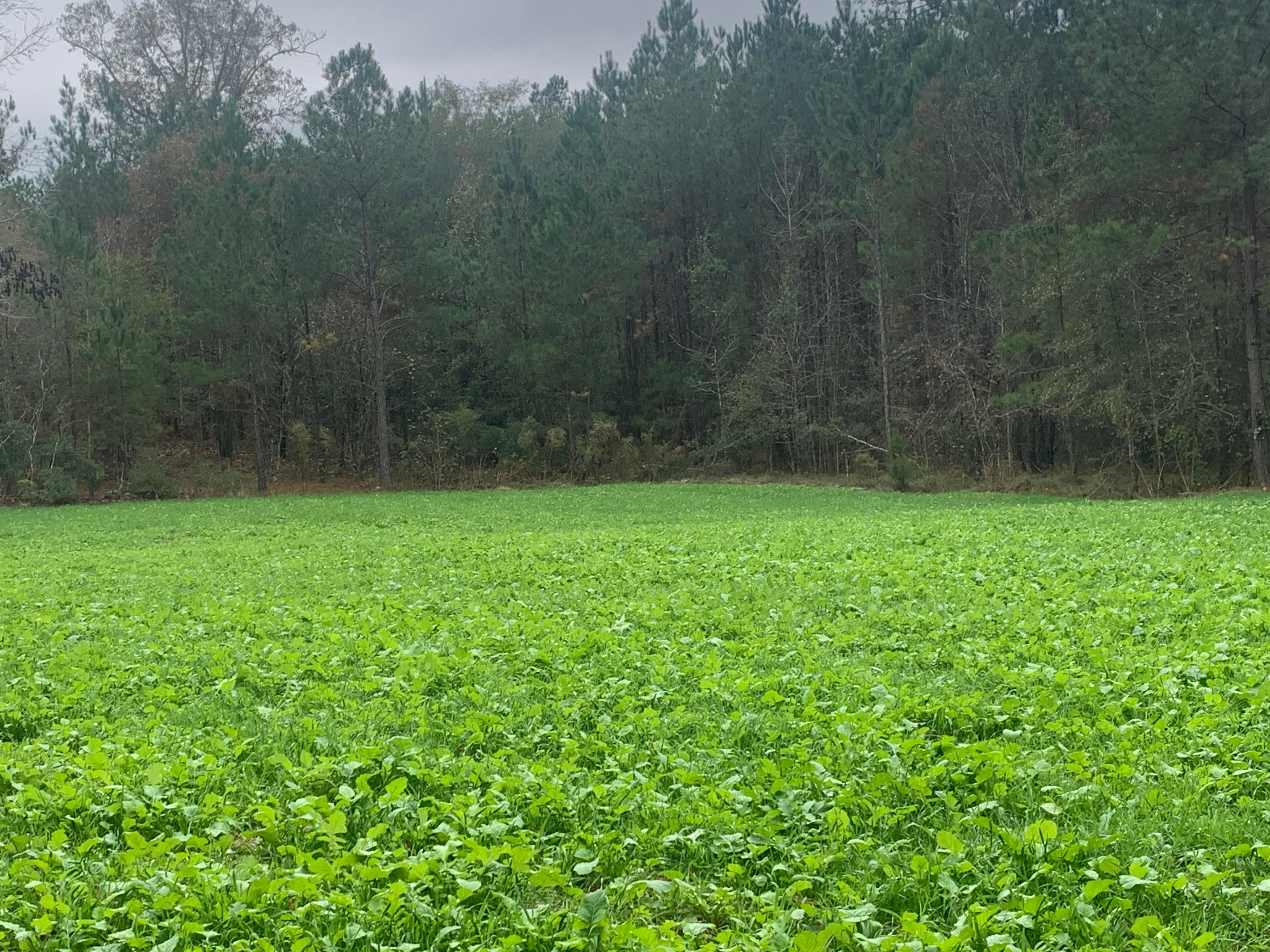 Sylvania, Screven County, GA Recreational Property, Hunting Property