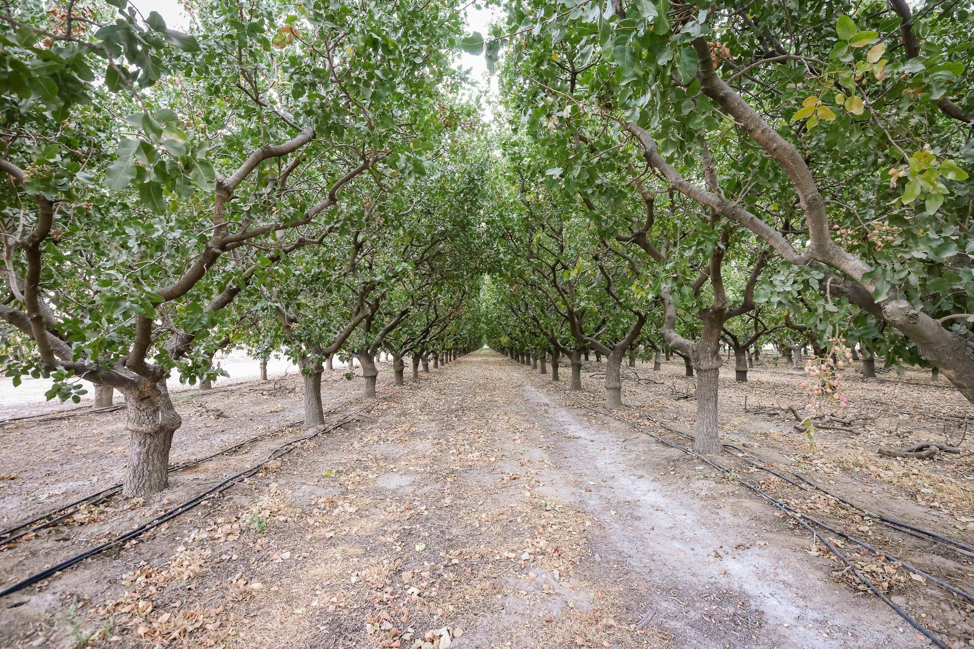 Madera, Madera County, CA Farms and Ranches for sale Property ID