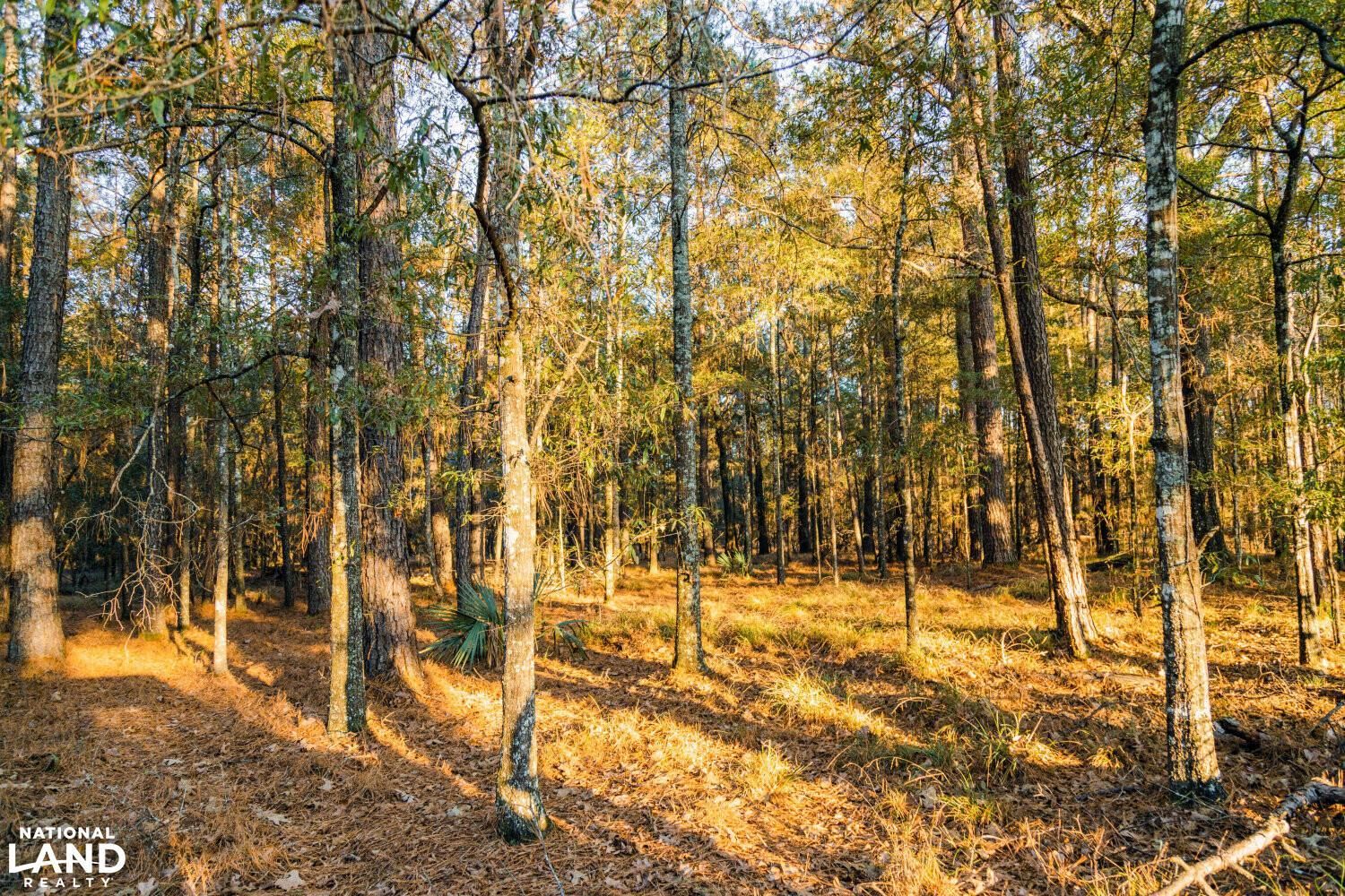 Baywood, East Baton Rouge Parish, LA Recreational Property, Timberland