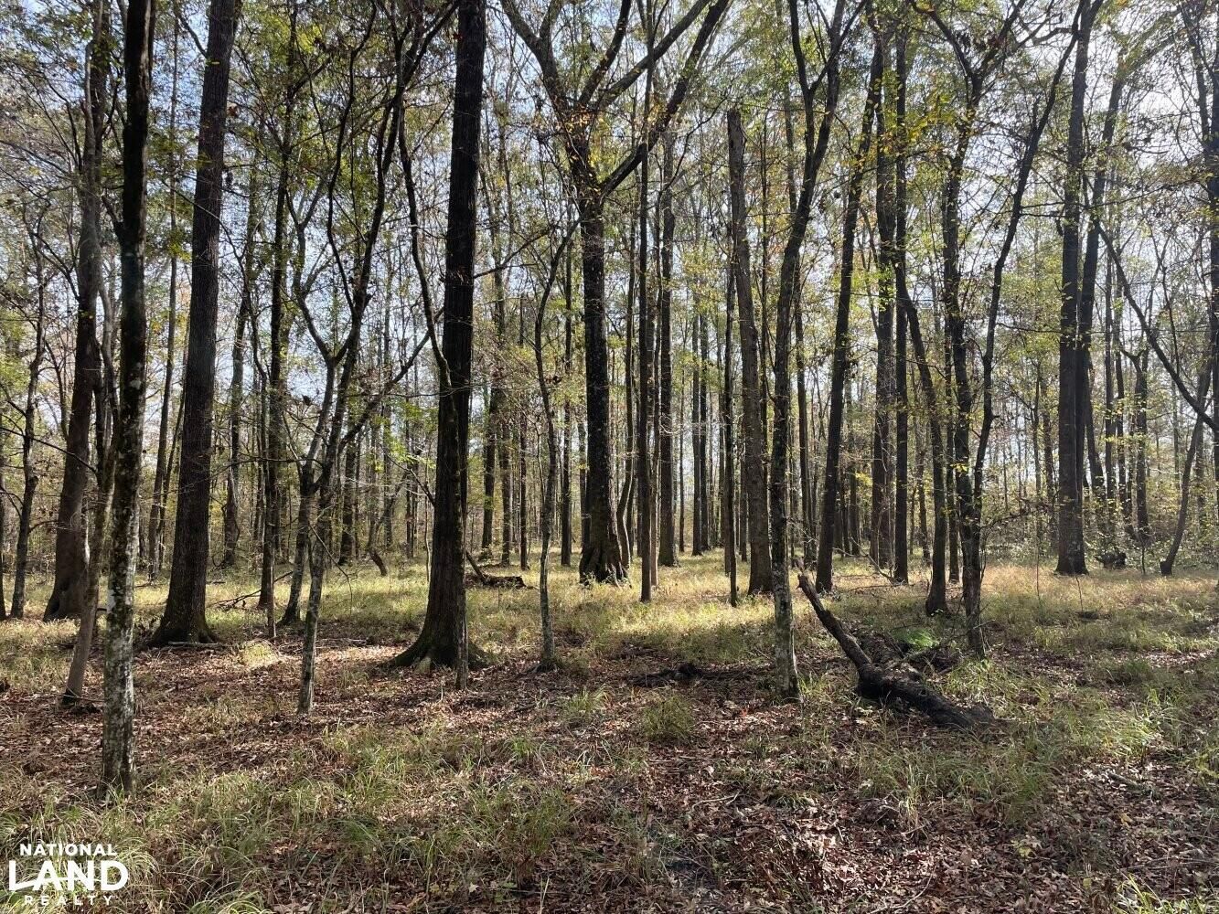 Toomsuba, Lauderdale County, MS Recreational Property, Timberland