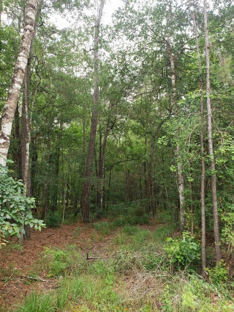 250 PR 5172, Buna, TX 77612 MLS TXAR LandWatch