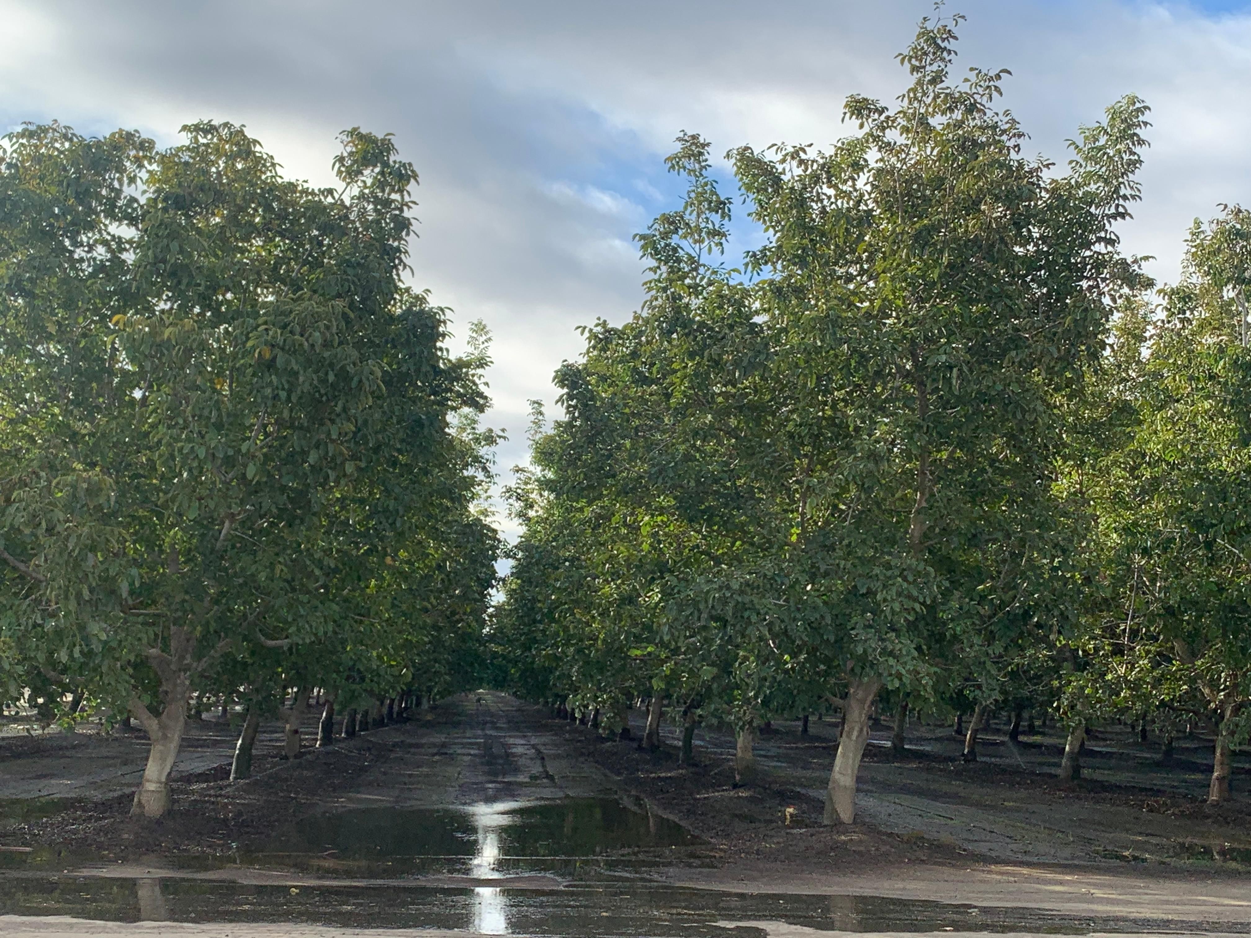 Grimes, Colusa County, CA Farms and Ranches, Commercial Property for