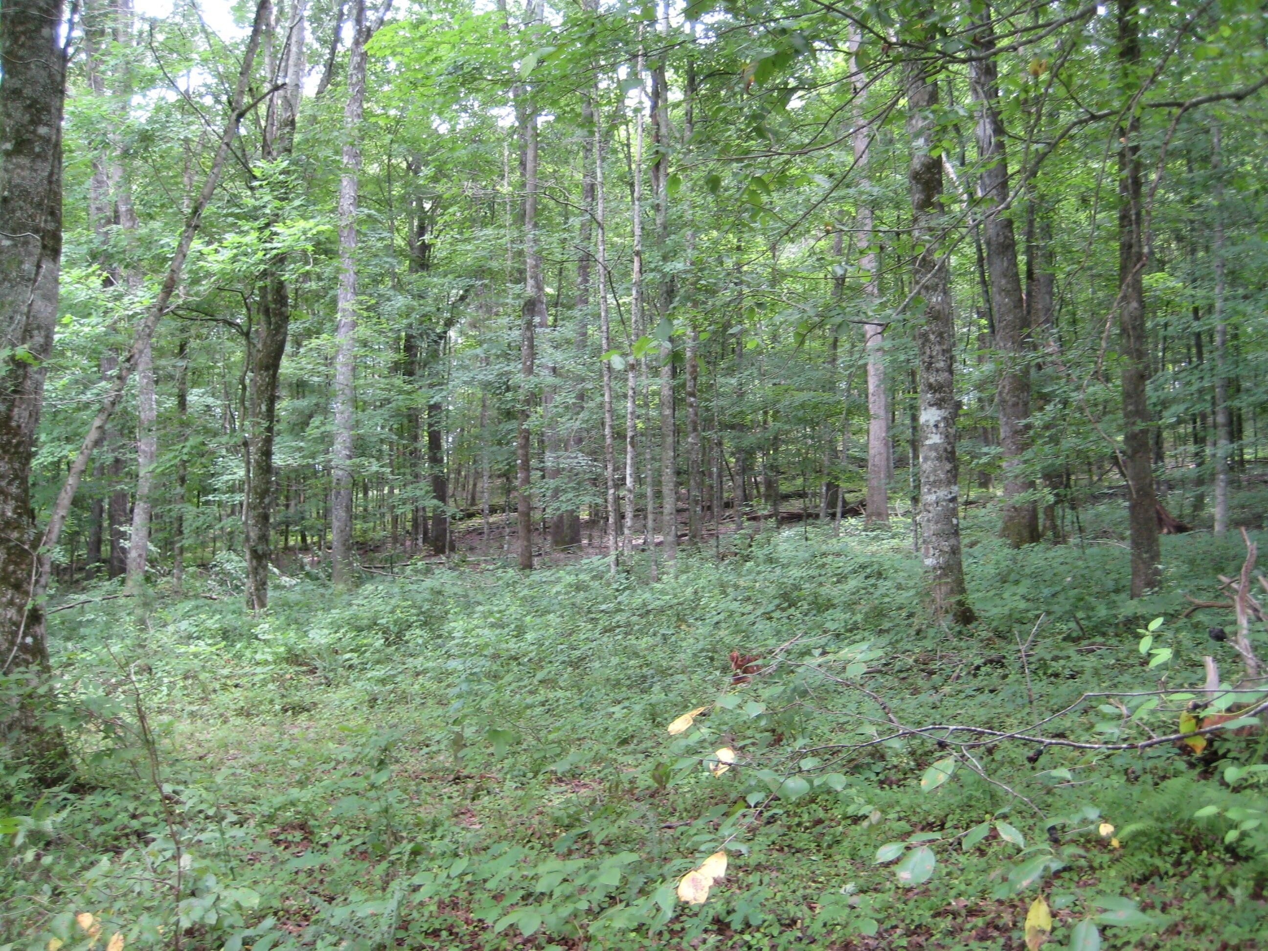 Philadelphia, Roane County, TN Undeveloped Land, Homesites for sale
