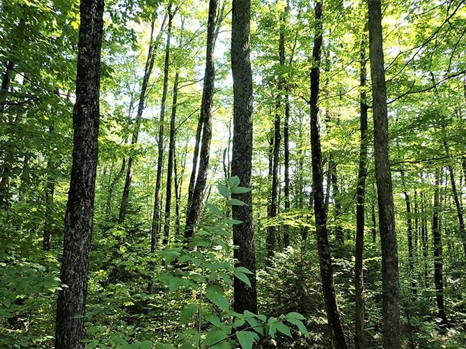 Roxbury, Washington County, VT Timberland Property, Hunting Property