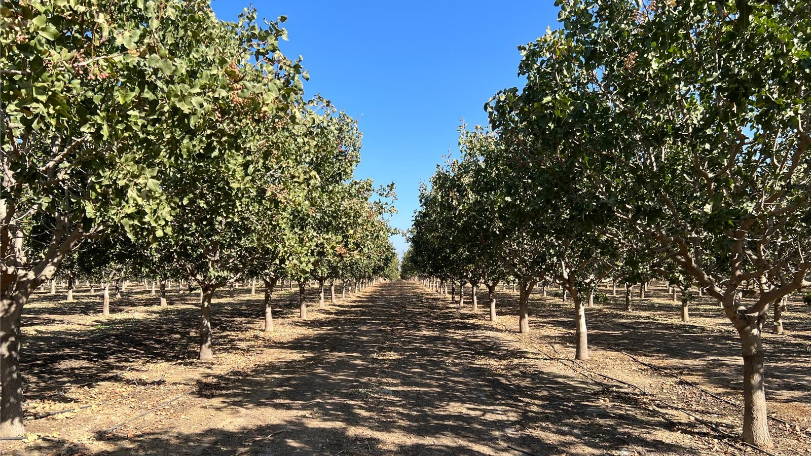 36.1 acres in Terra Bella, CA, 93270 LandWatch